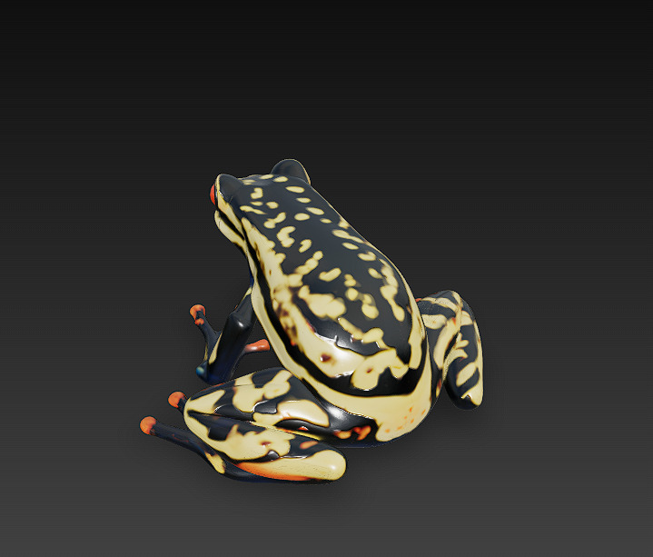 Frog Poisonous Realistic 3D Model Basic - Low Poly Realistic Low-poly 3D model_5
