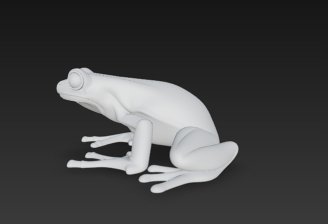 Frog Poisonous Realistic 3D Model Basic - Low Poly Realistic Low-poly 3D model_13