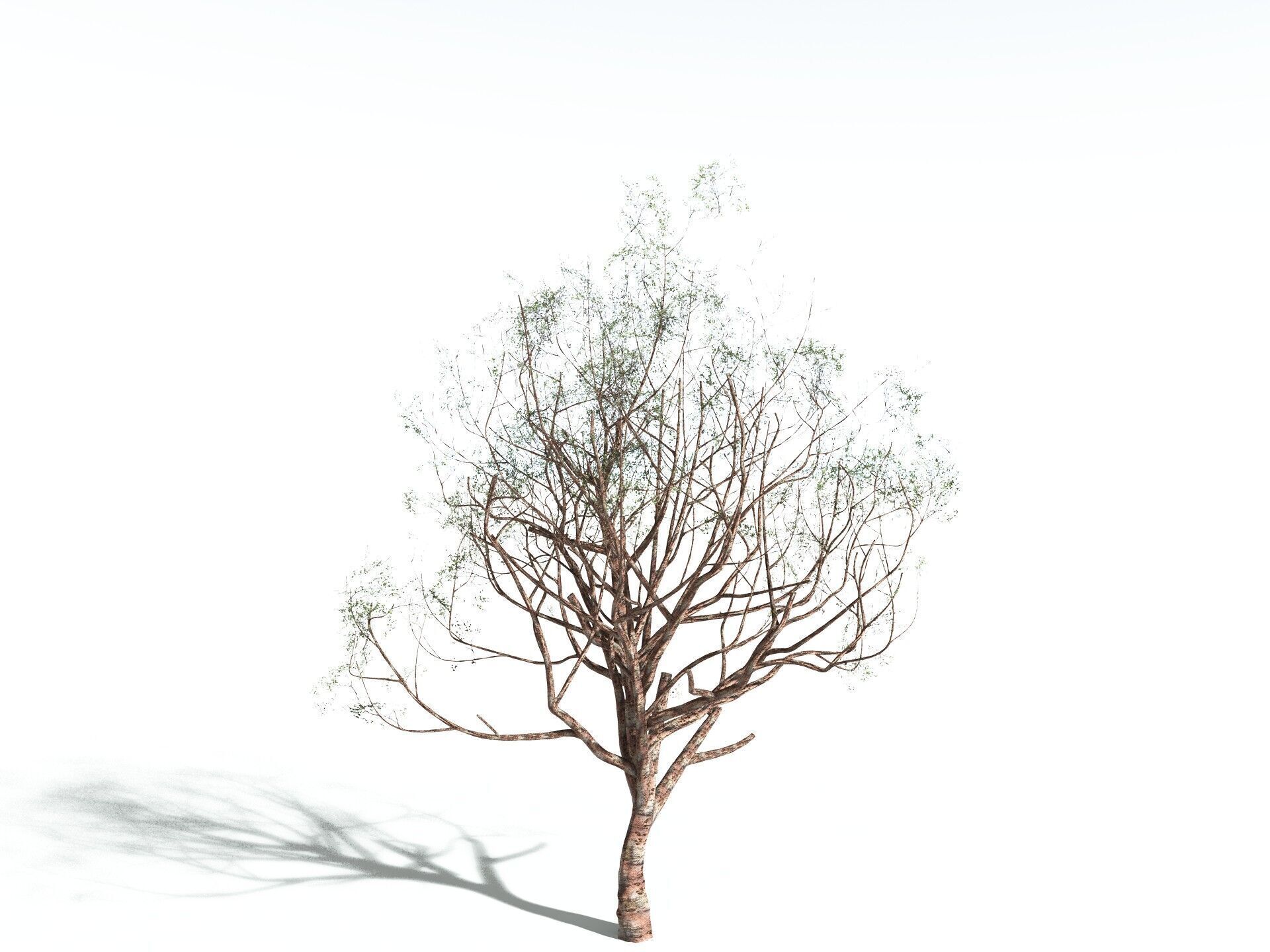 EVERYPlant Japanese Cherry 3D model_24