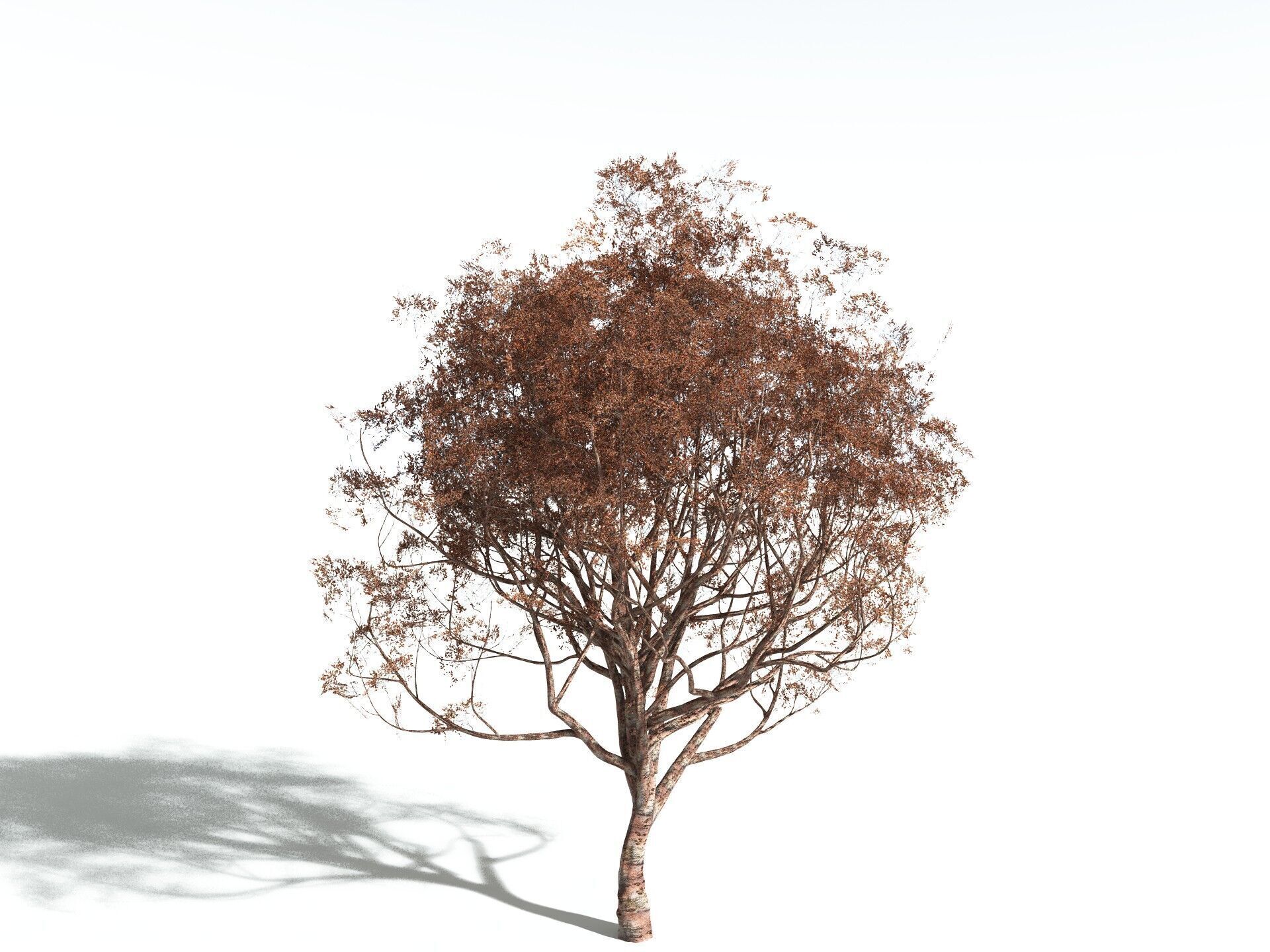 EVERYPlant Japanese Cherry 3D model_14
