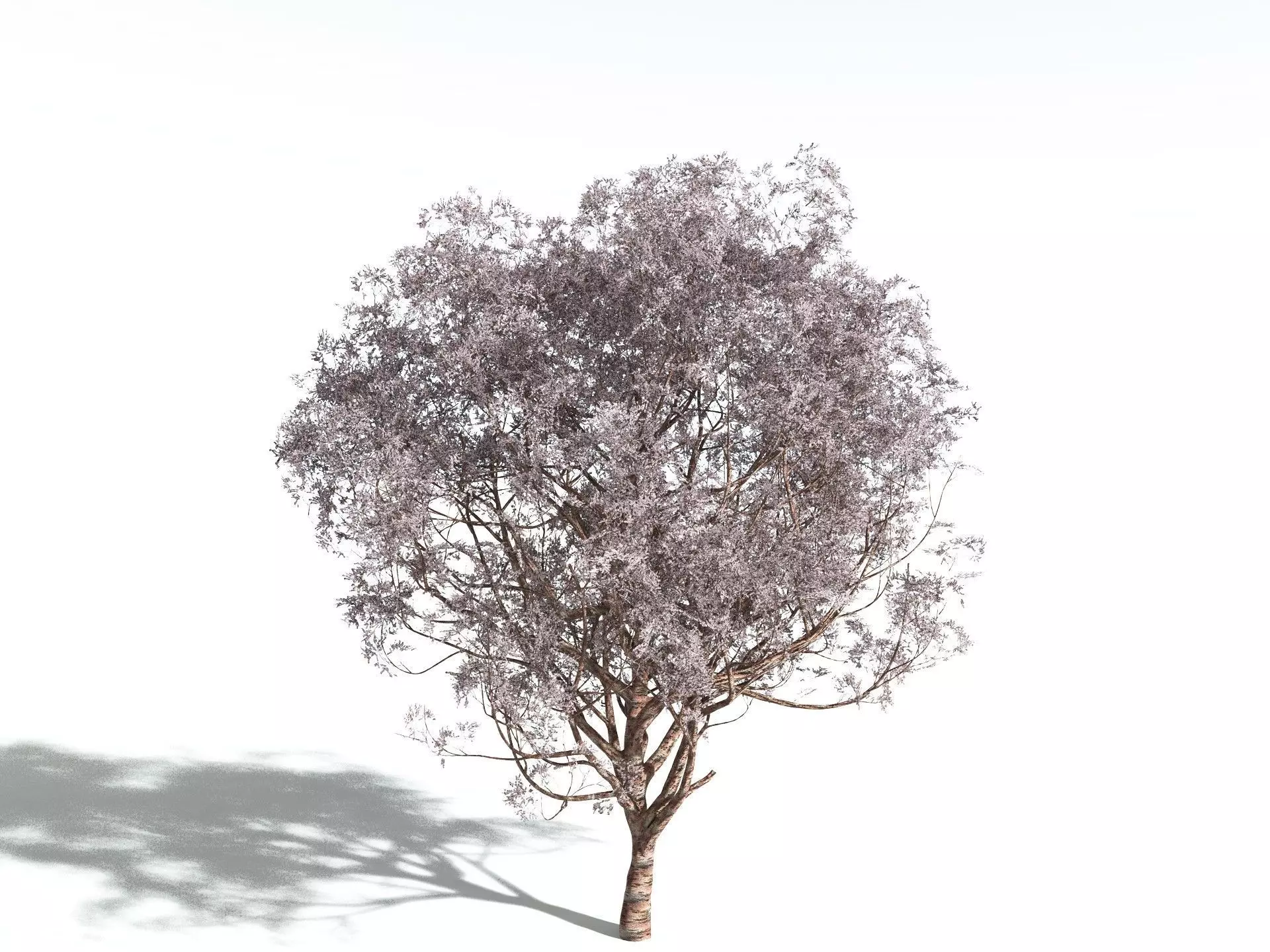 EVERYPlant Japanese Cherry 3D model_0