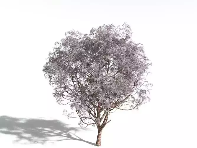EVERYPlant Japanese Cherry -20 Models- 3D model