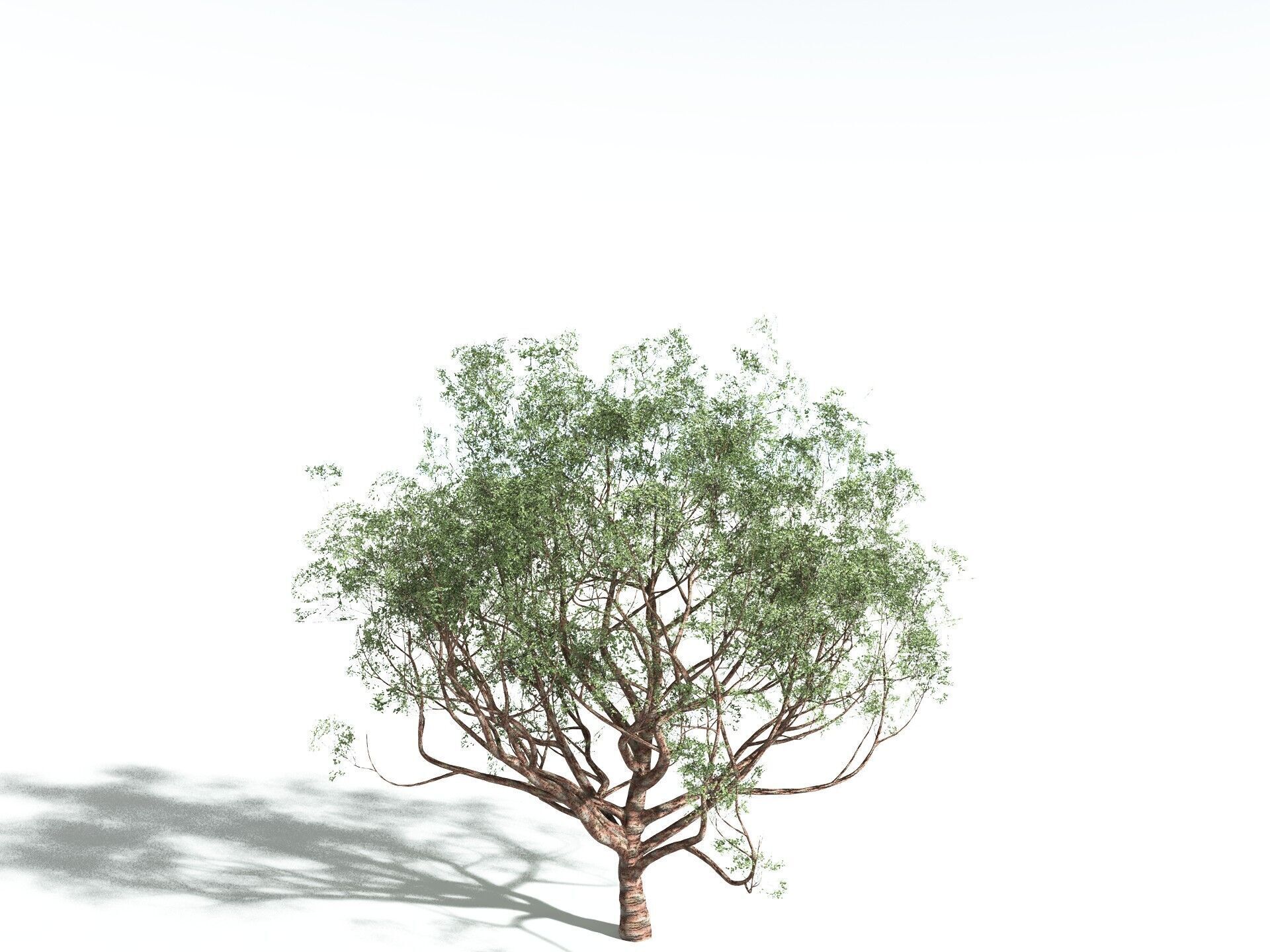 EVERYPlant Japanese Cherry 3D model_8