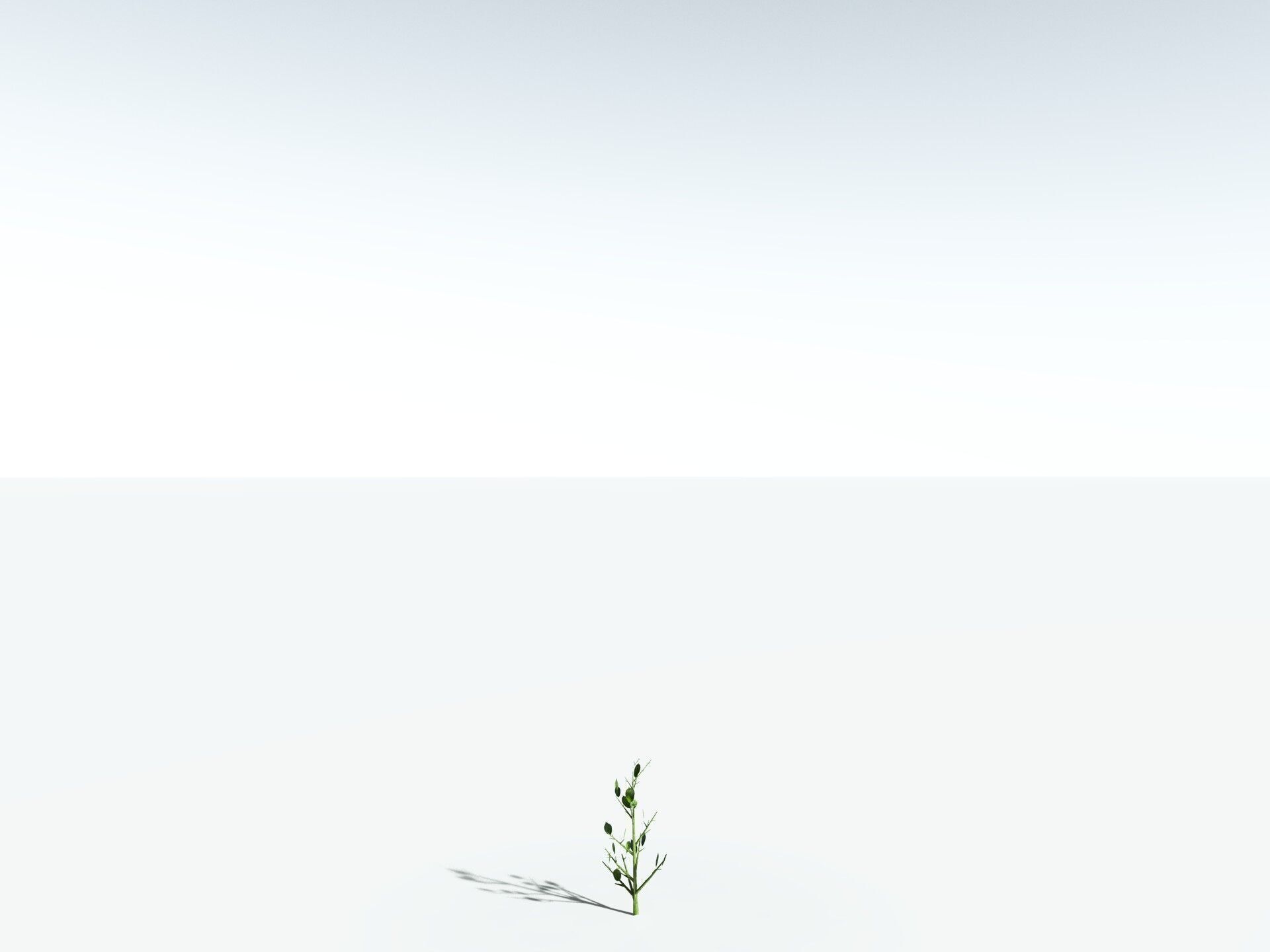 EVERYPlant Japanese Cherry 3D model_39