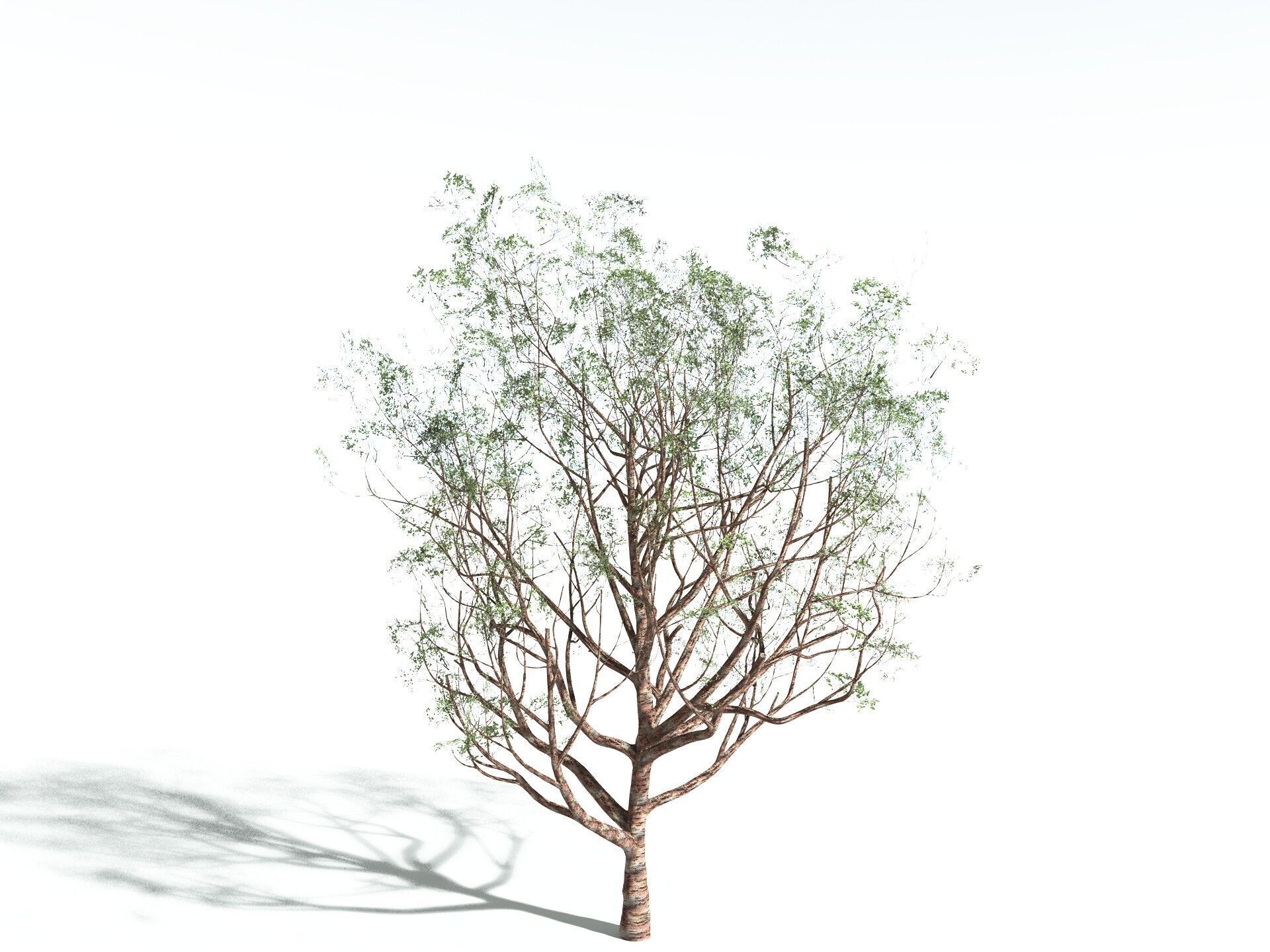 EVERYPlant Japanese Cherry 3D model_22