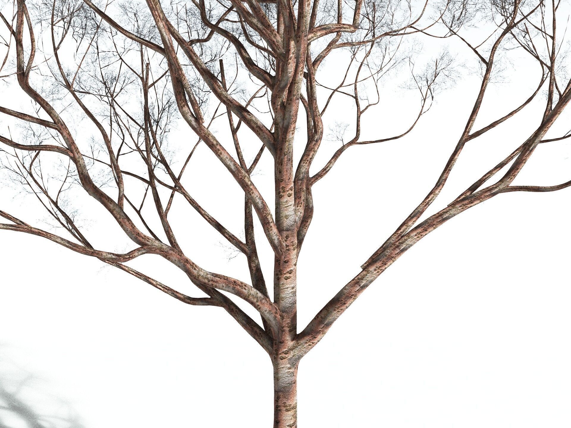 EVERYPlant Japanese Cherry 3D model_17