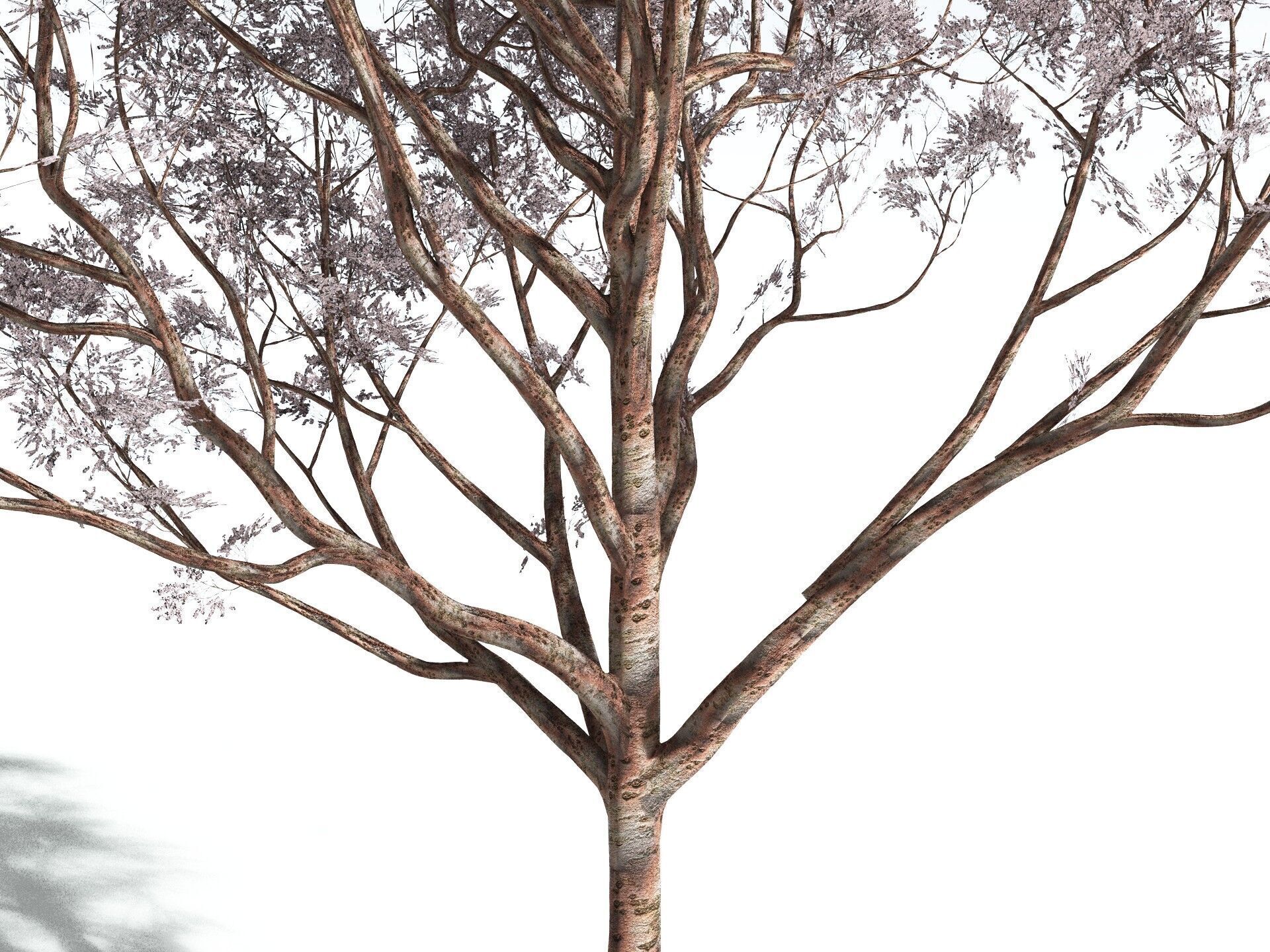 EVERYPlant Japanese Cherry 3D model_7