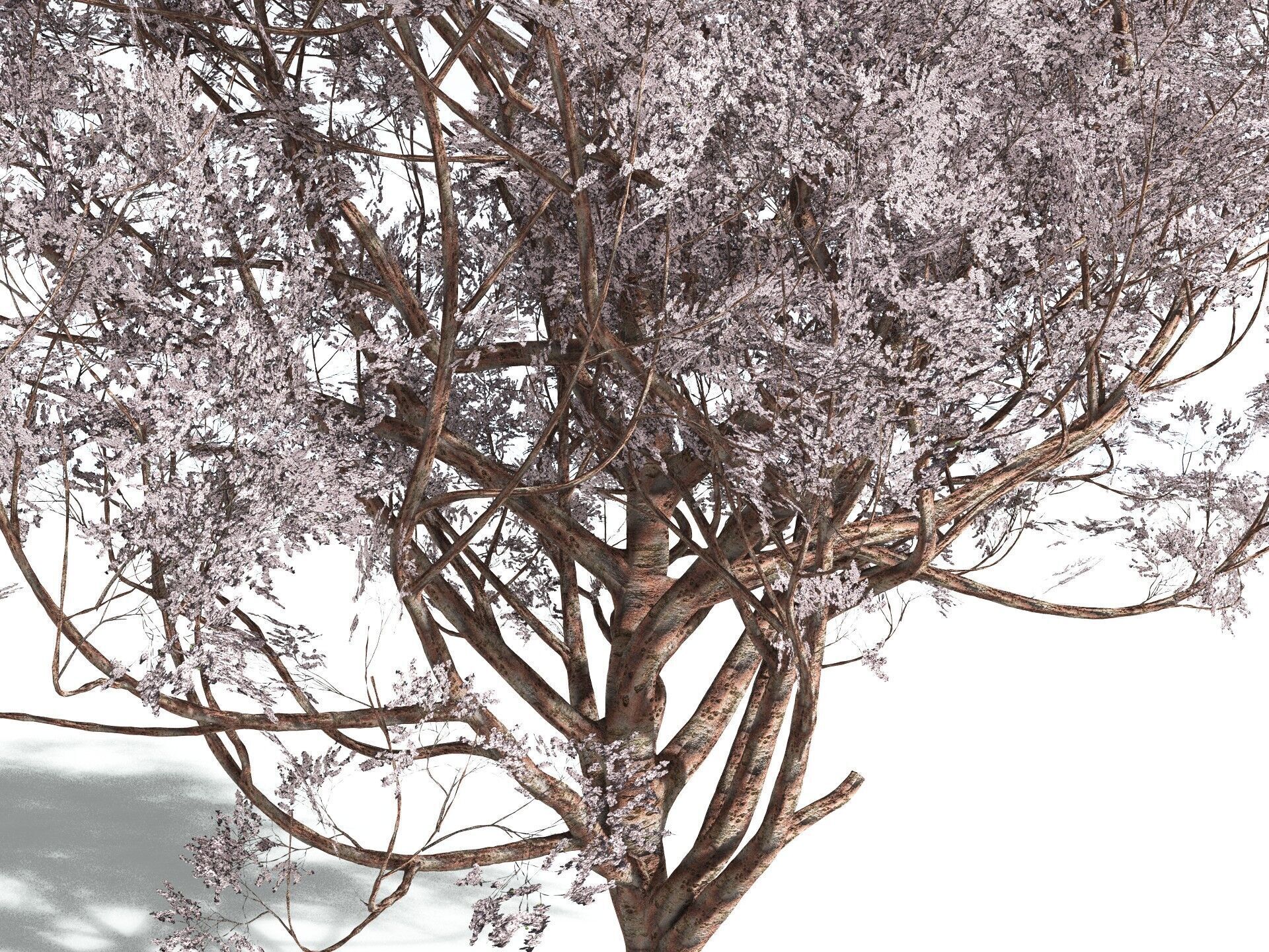 EVERYPlant Japanese Cherry 3D model_1