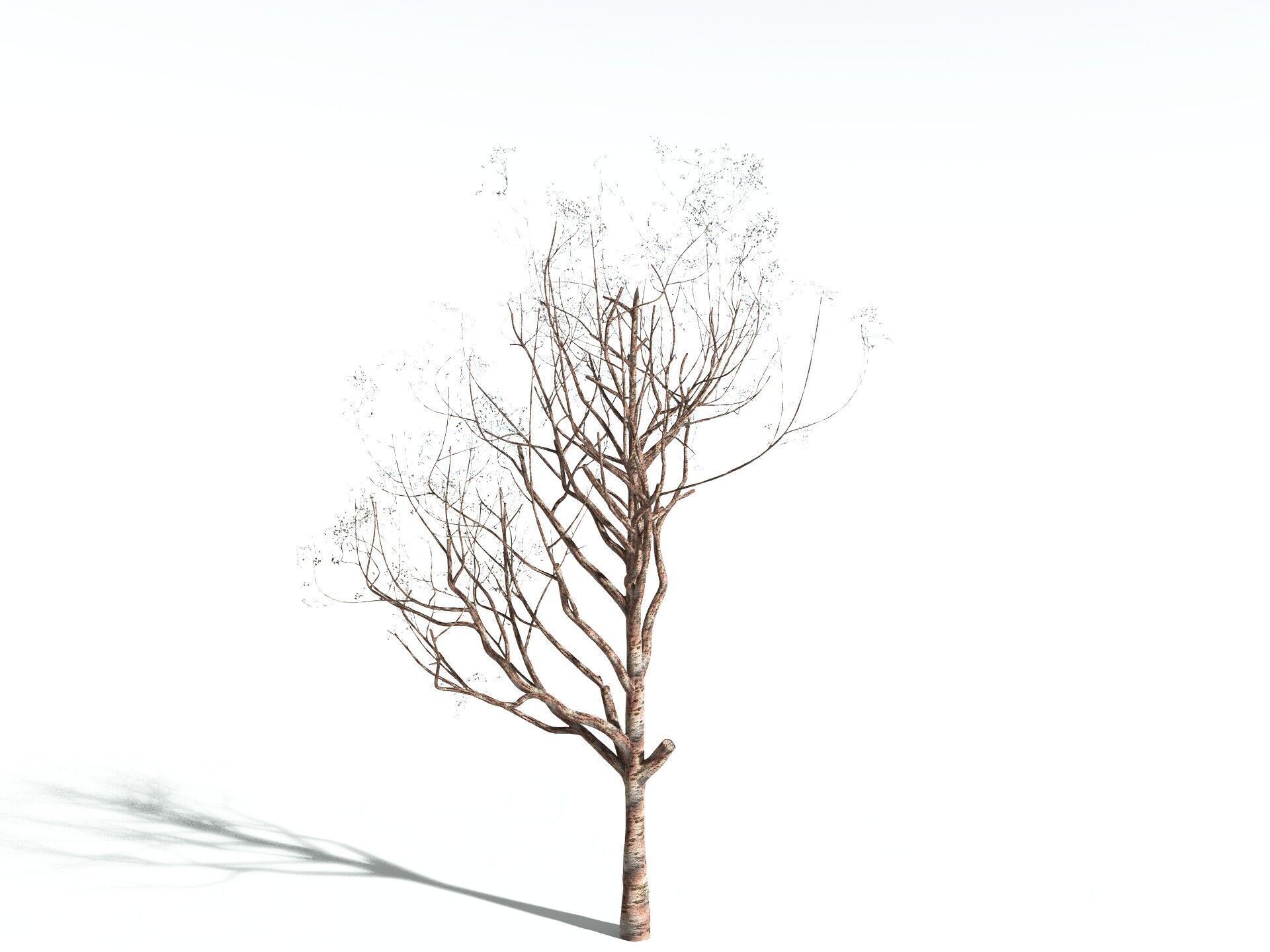 EVERYPlant Japanese Cherry 3D model_26