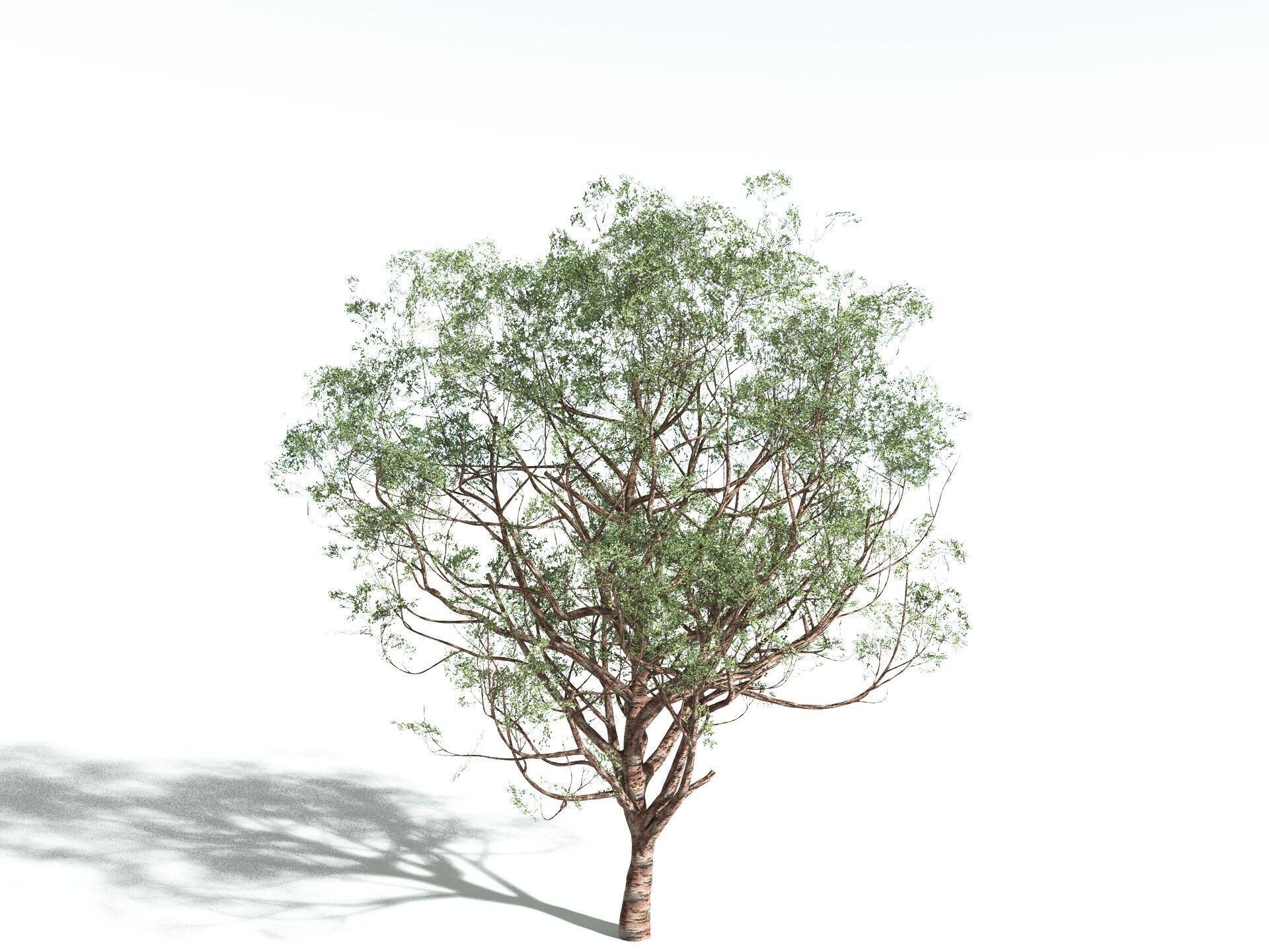 EVERYPlant Japanese Cherry 3D model_20