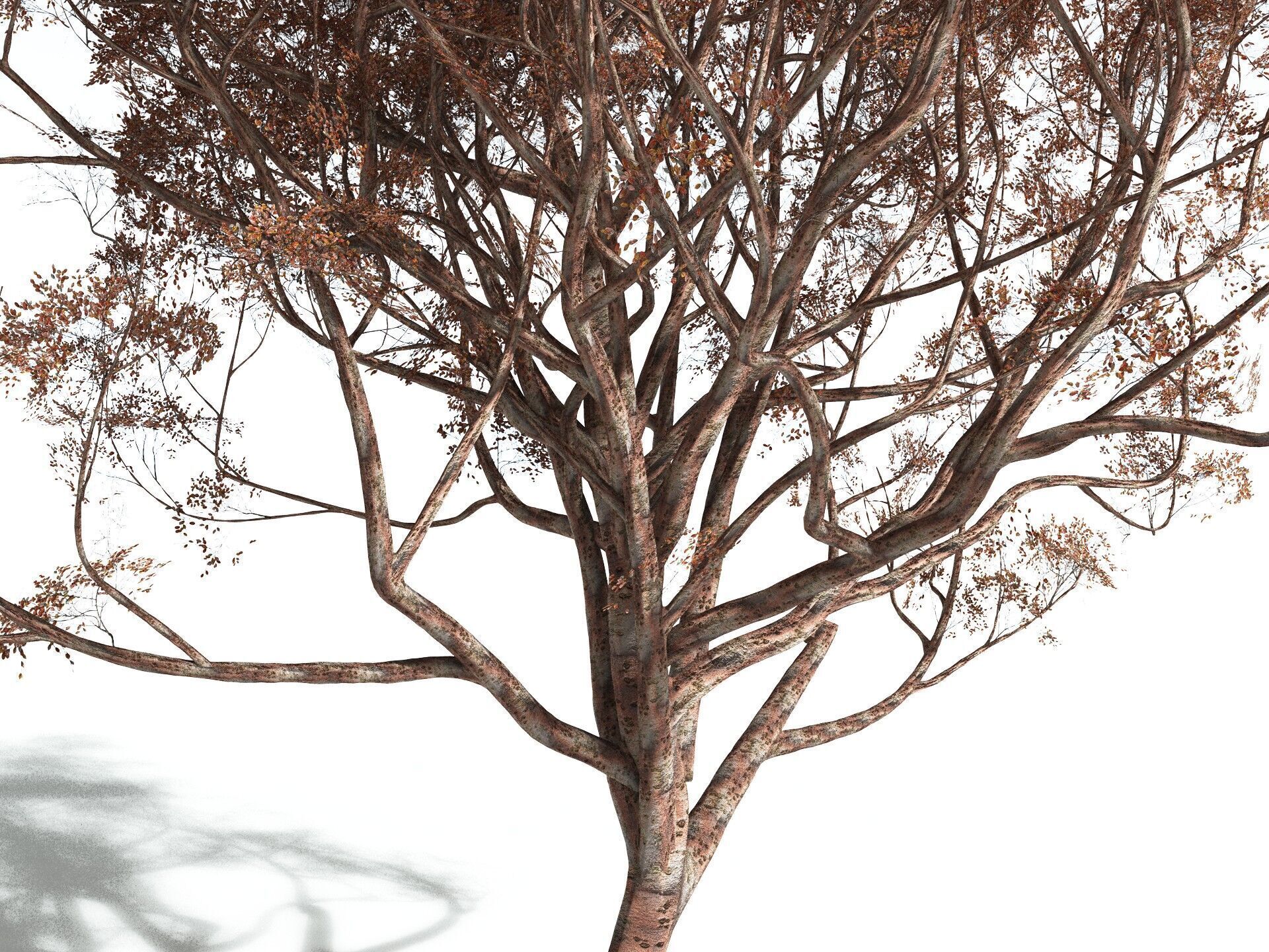 EVERYPlant Japanese Cherry 3D model_15