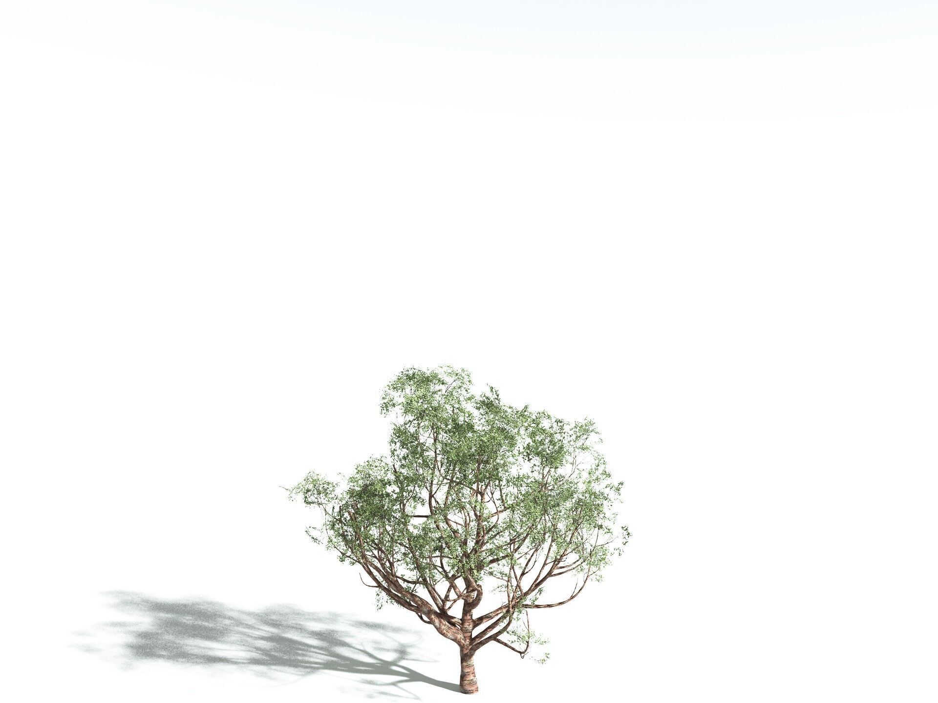 EVERYPlant Japanese Cherry 3D model_30