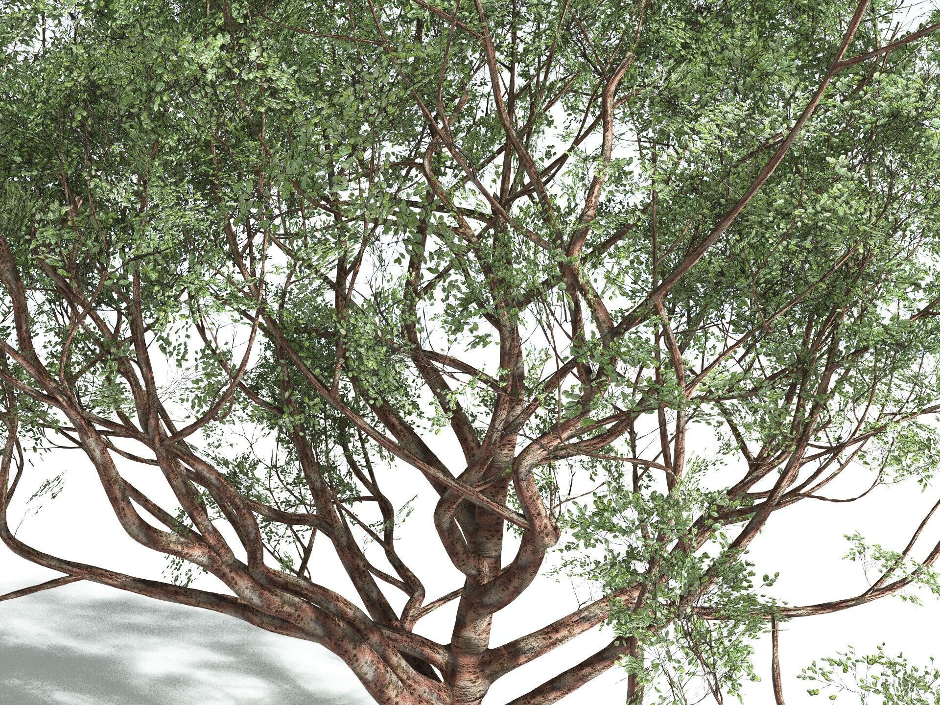 EVERYPlant Japanese Cherry 3D model_19