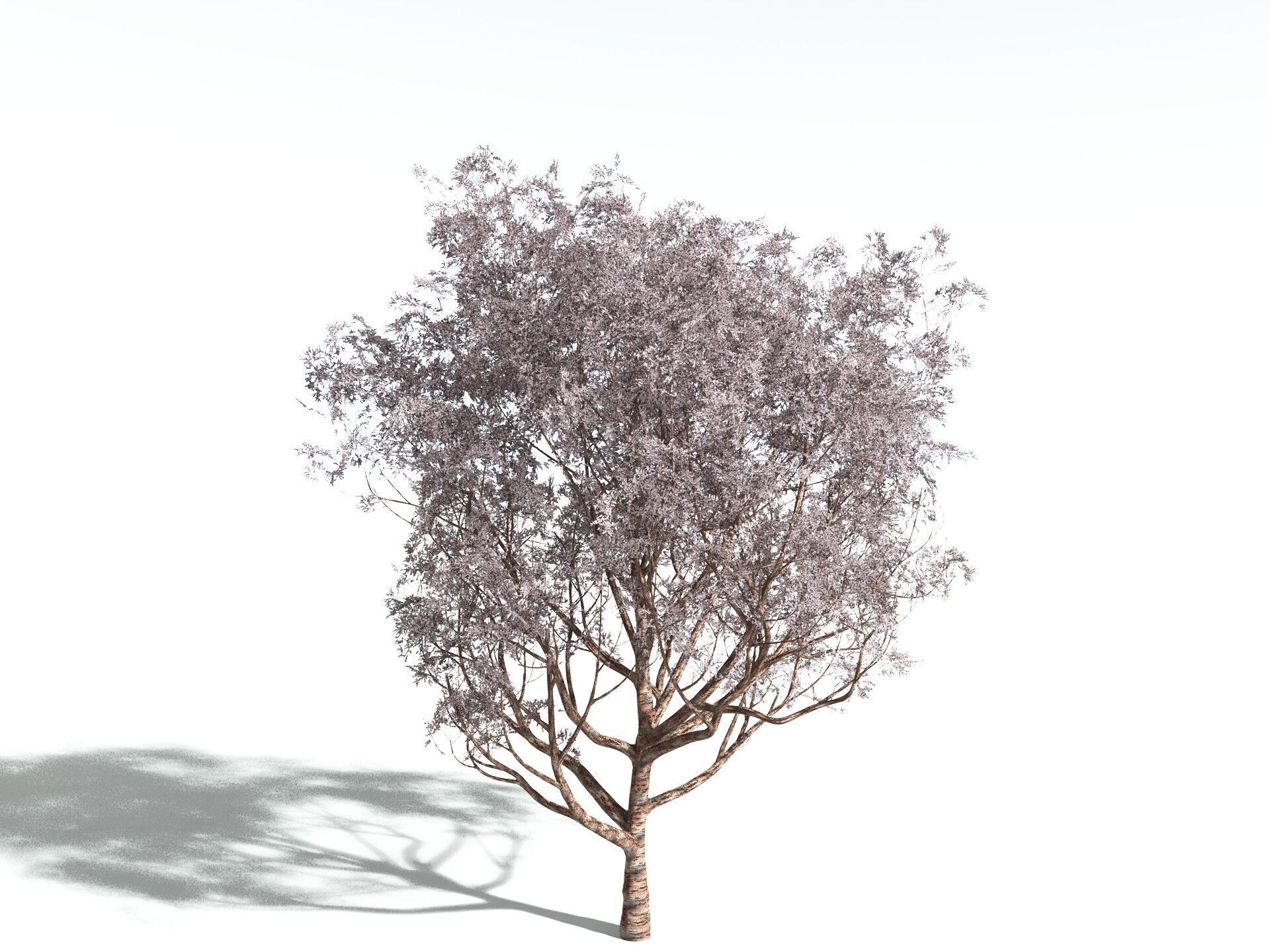 EVERYPlant Japanese Cherry 3D model_2