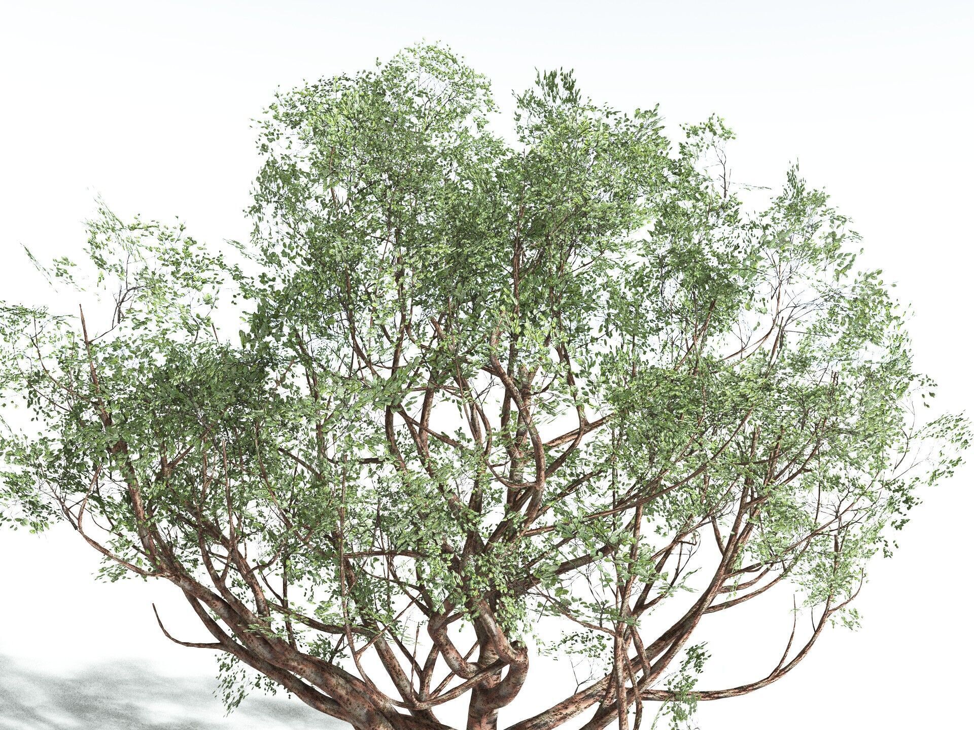 EVERYPlant Japanese Cherry 3D model_31
