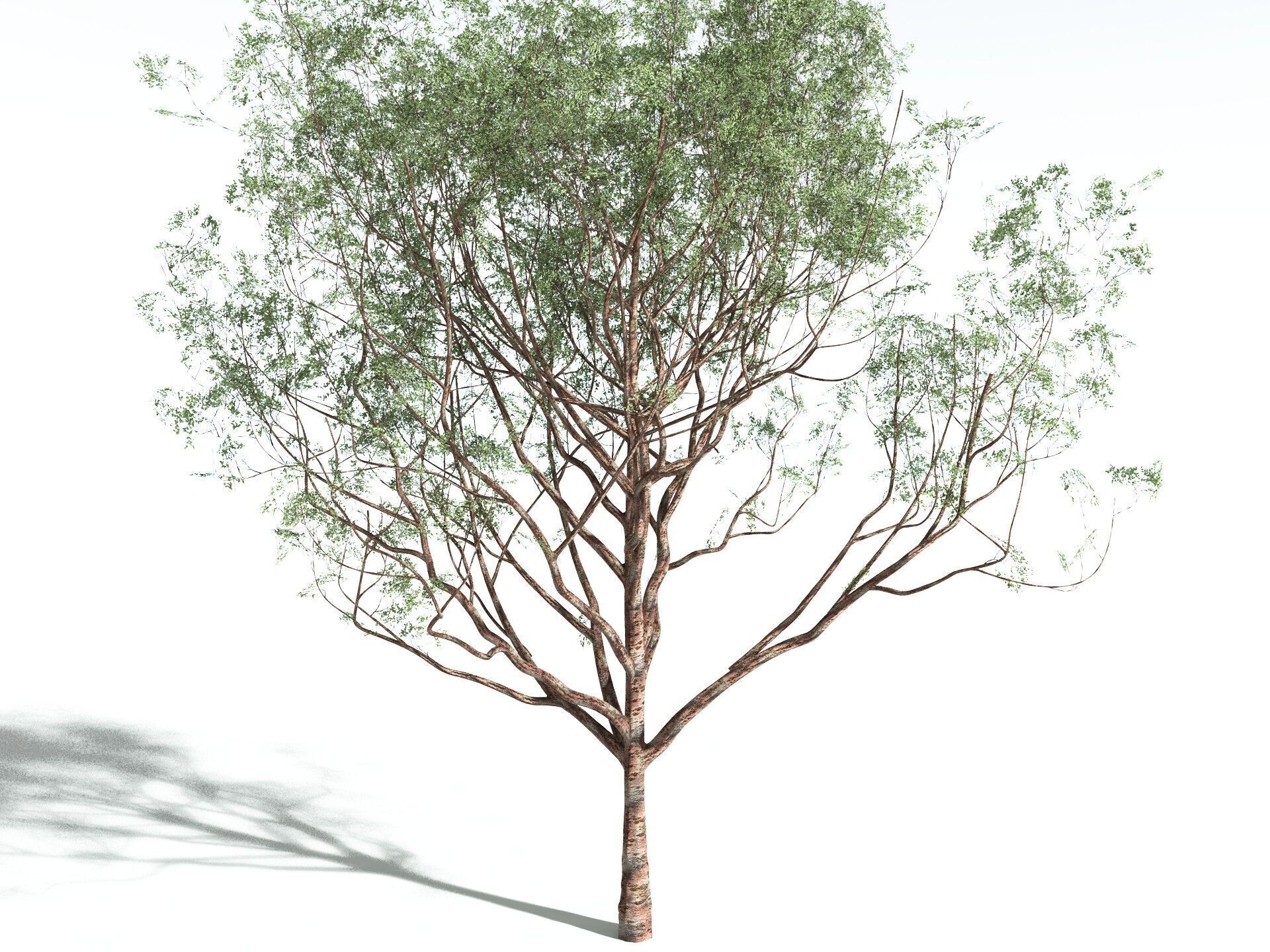 EVERYPlant Japanese Cherry 3D model_28