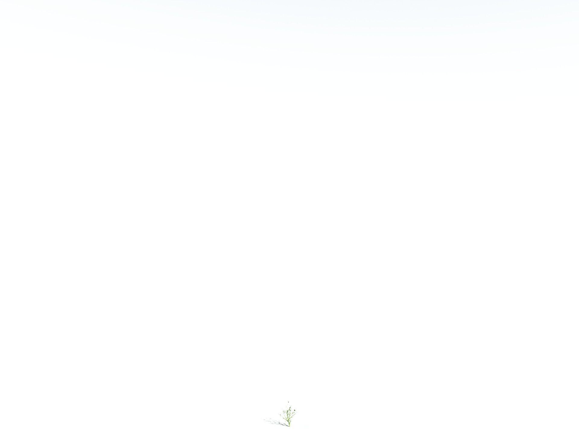 EVERYPlant Japanese Cherry 3D model_36