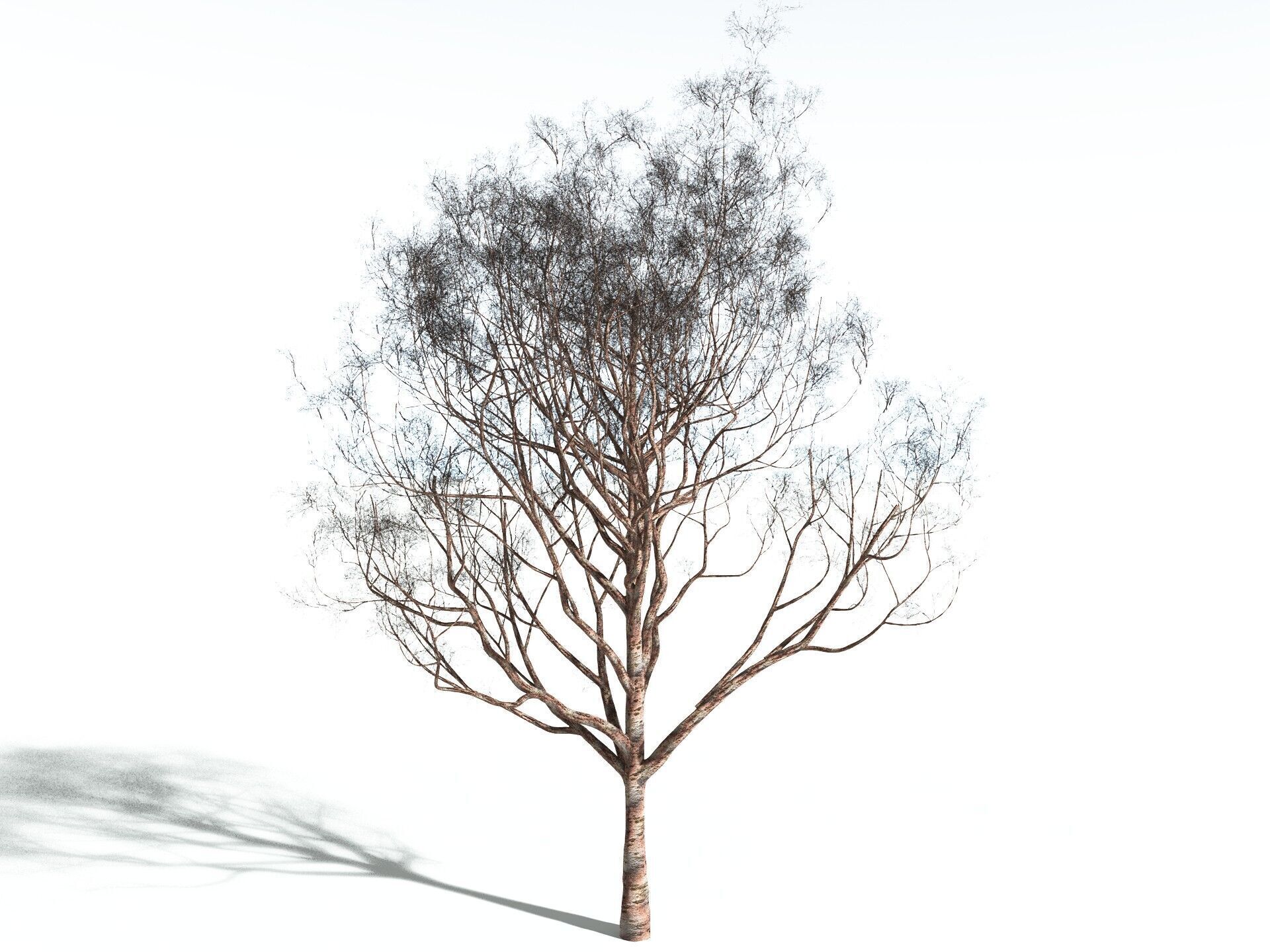 EVERYPlant Japanese Cherry 3D model_16