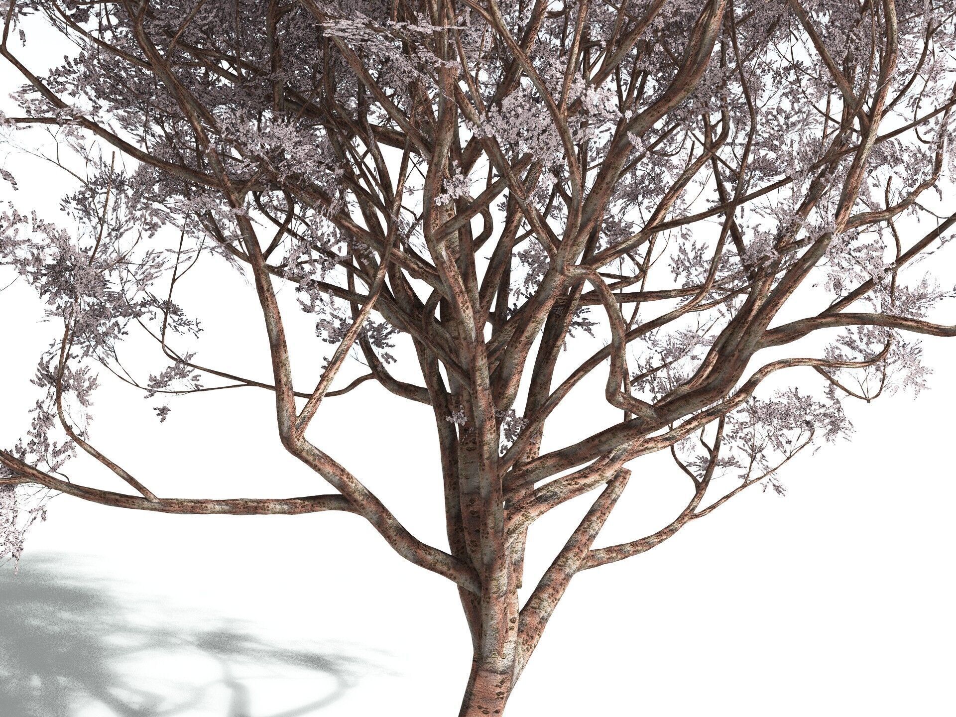 EVERYPlant Japanese Cherry 3D model_5