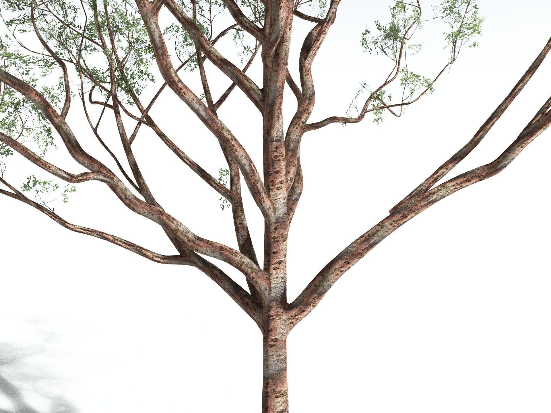 EVERYPlant Japanese Cherry 3D model_29