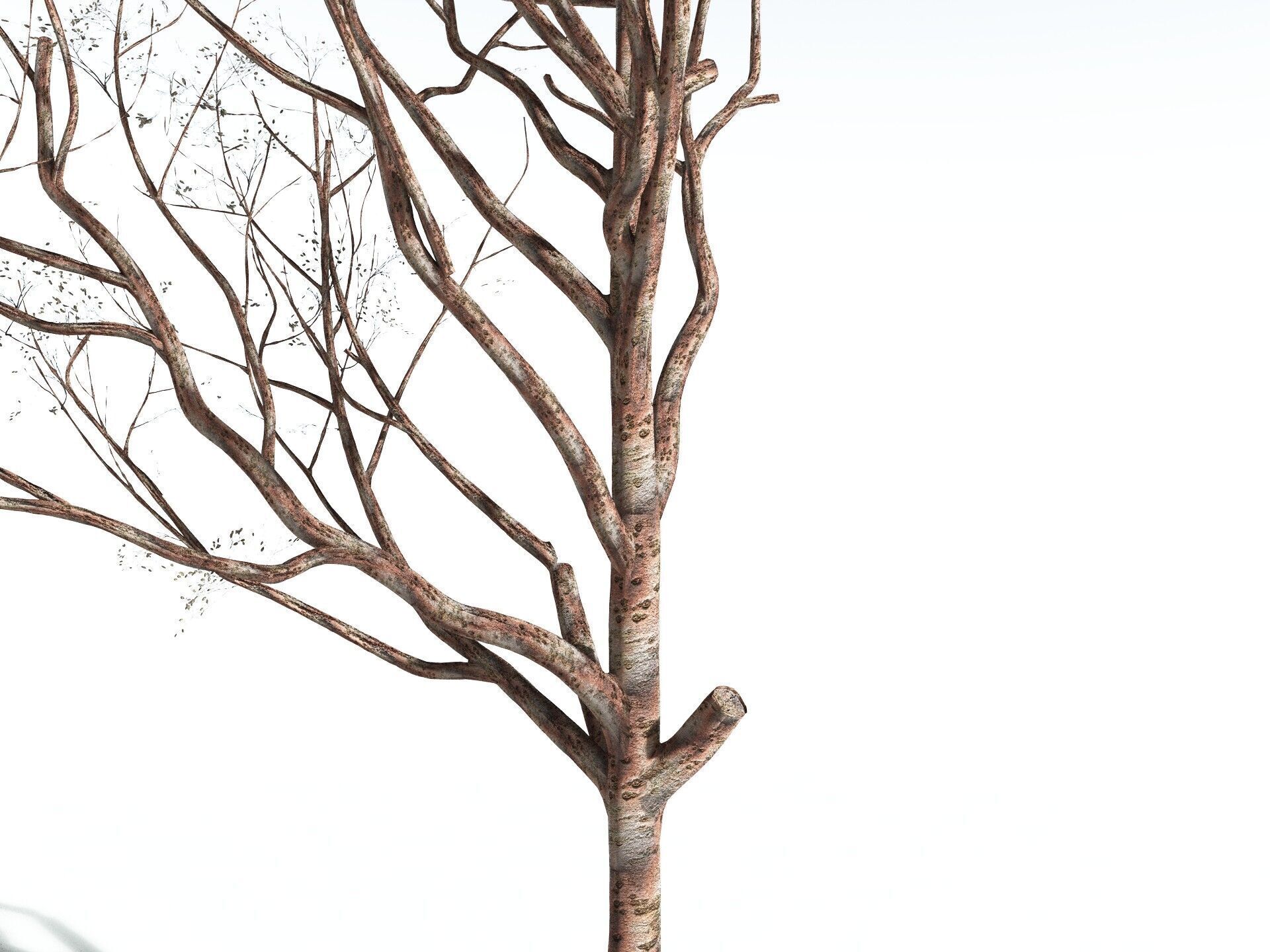 EVERYPlant Japanese Cherry 3D model_27