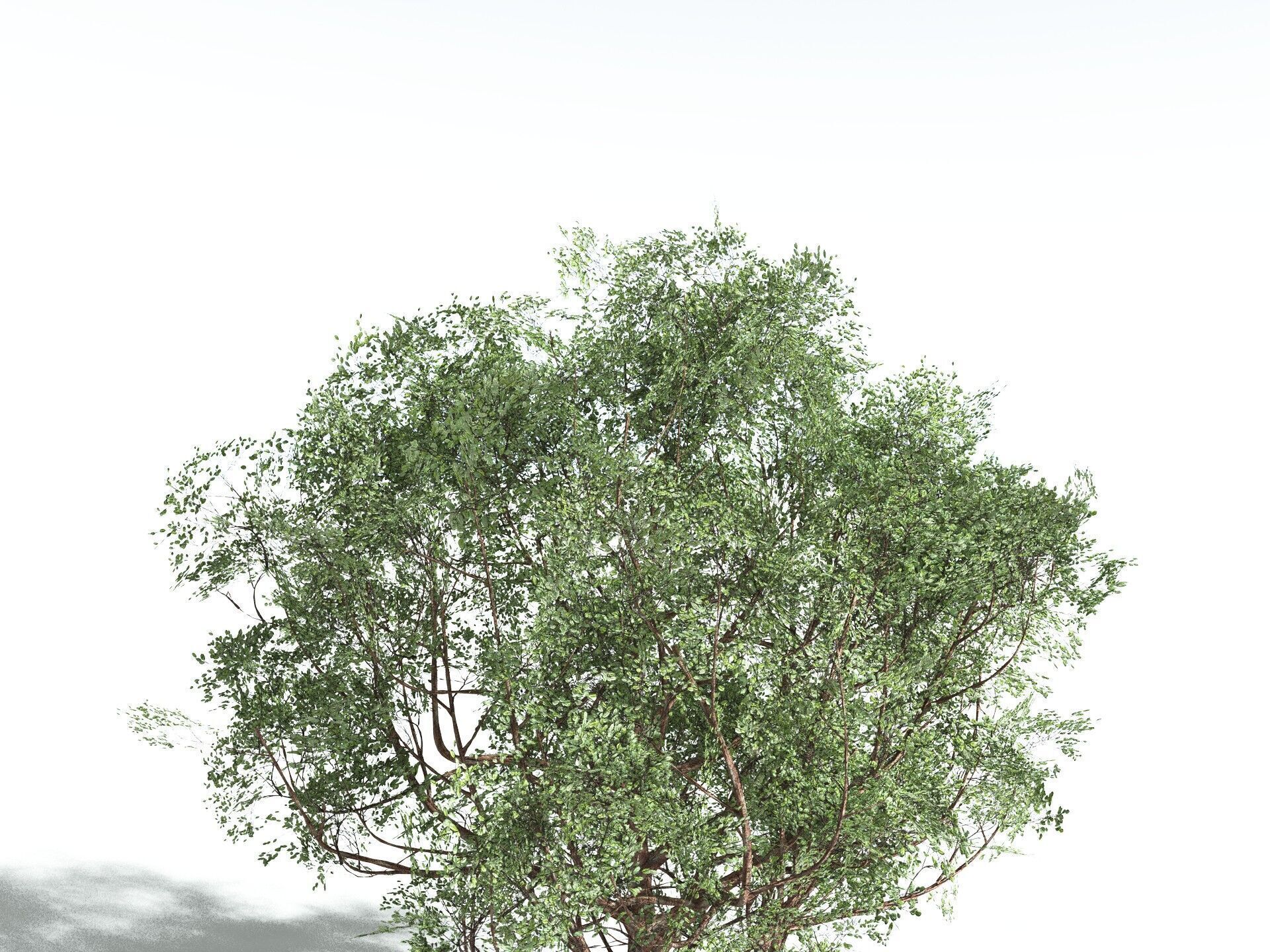 EVERYPlant Japanese Cherry 3D model_33