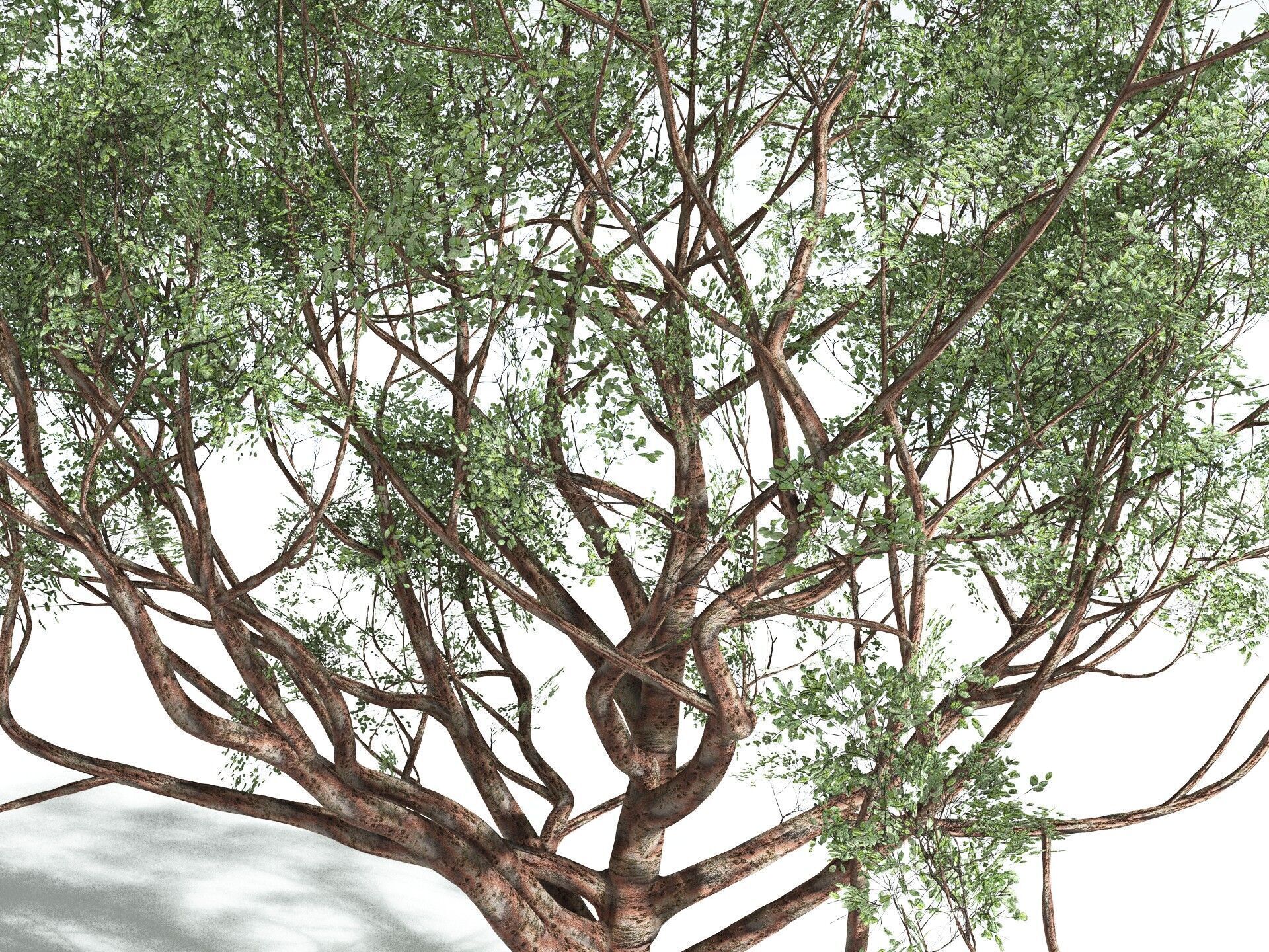 EVERYPlant Japanese Cherry 3D model_9