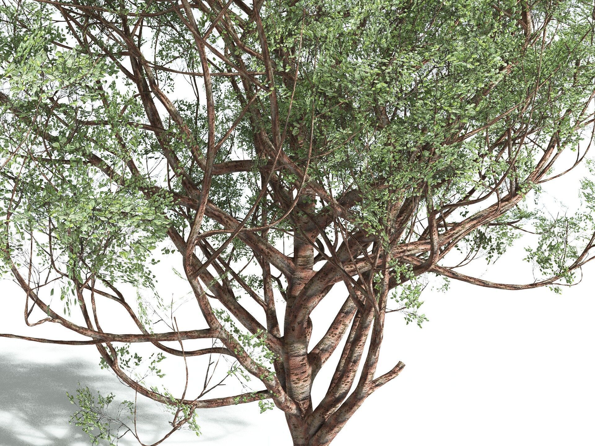 EVERYPlant Japanese Cherry 3D model_11