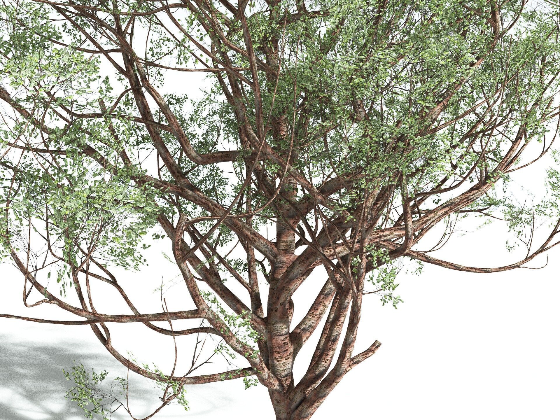 EVERYPlant Japanese Cherry 3D model_21