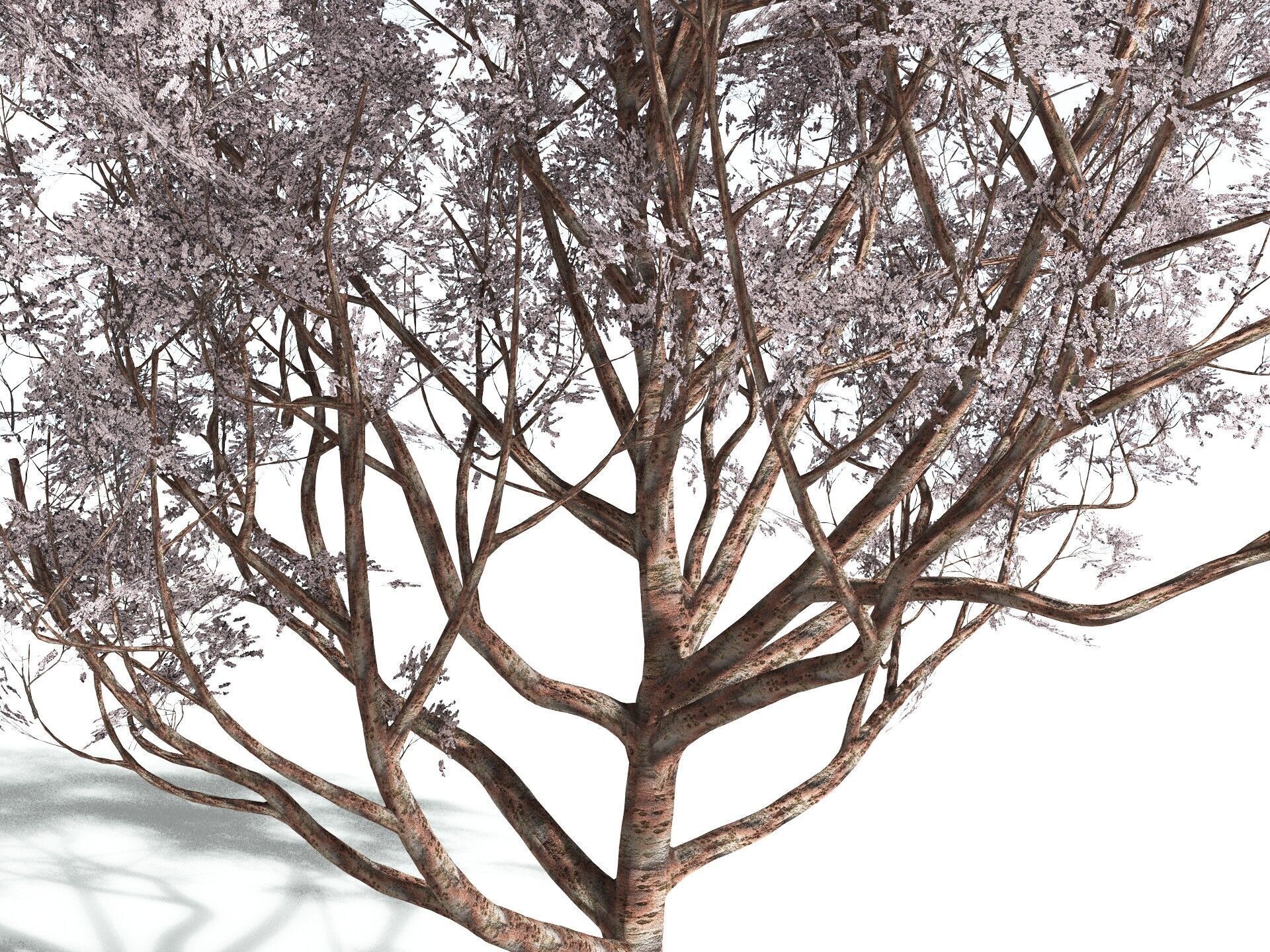 EVERYPlant Japanese Cherry 3D model_3