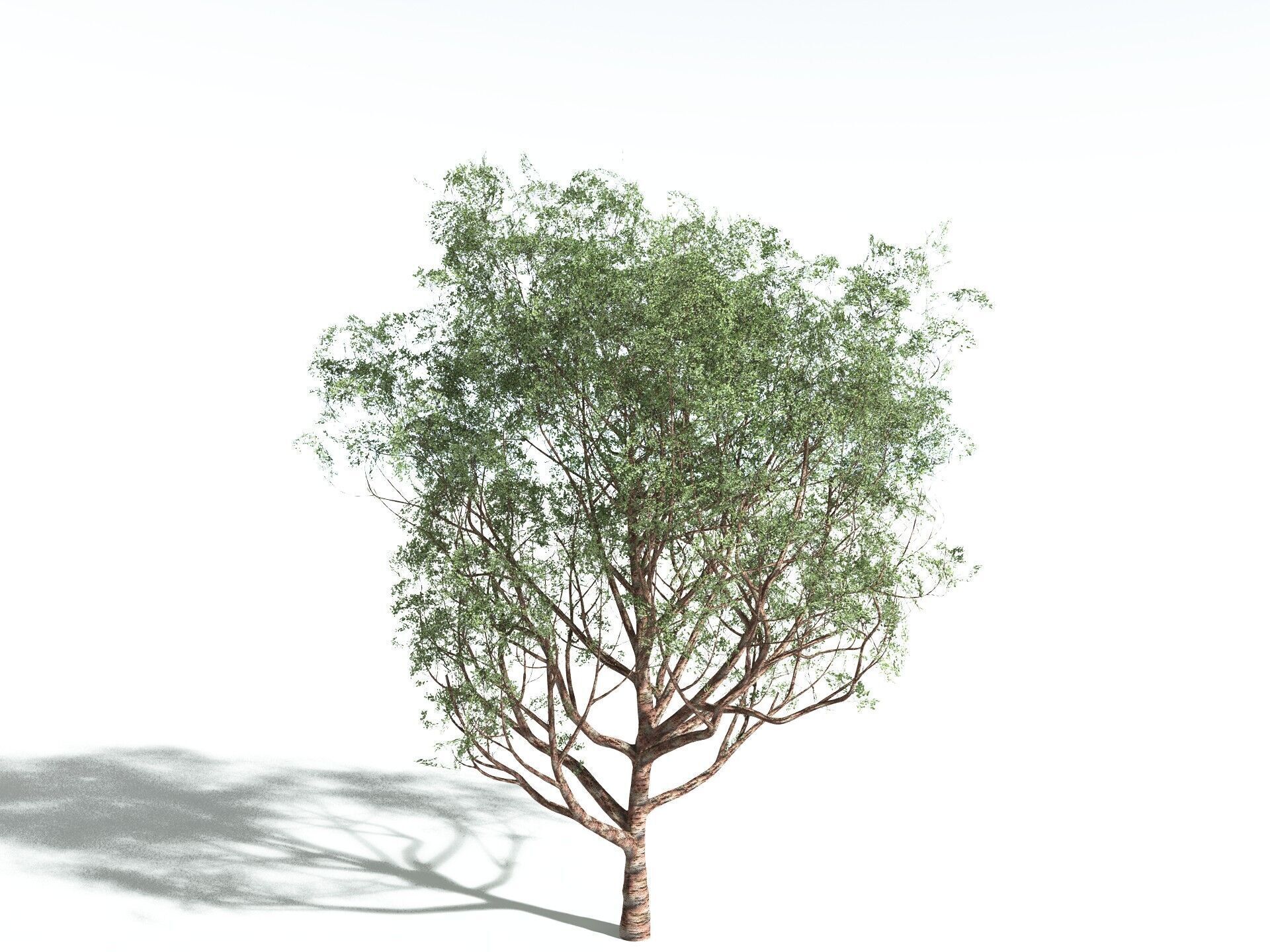 EVERYPlant Japanese Cherry 3D model_12