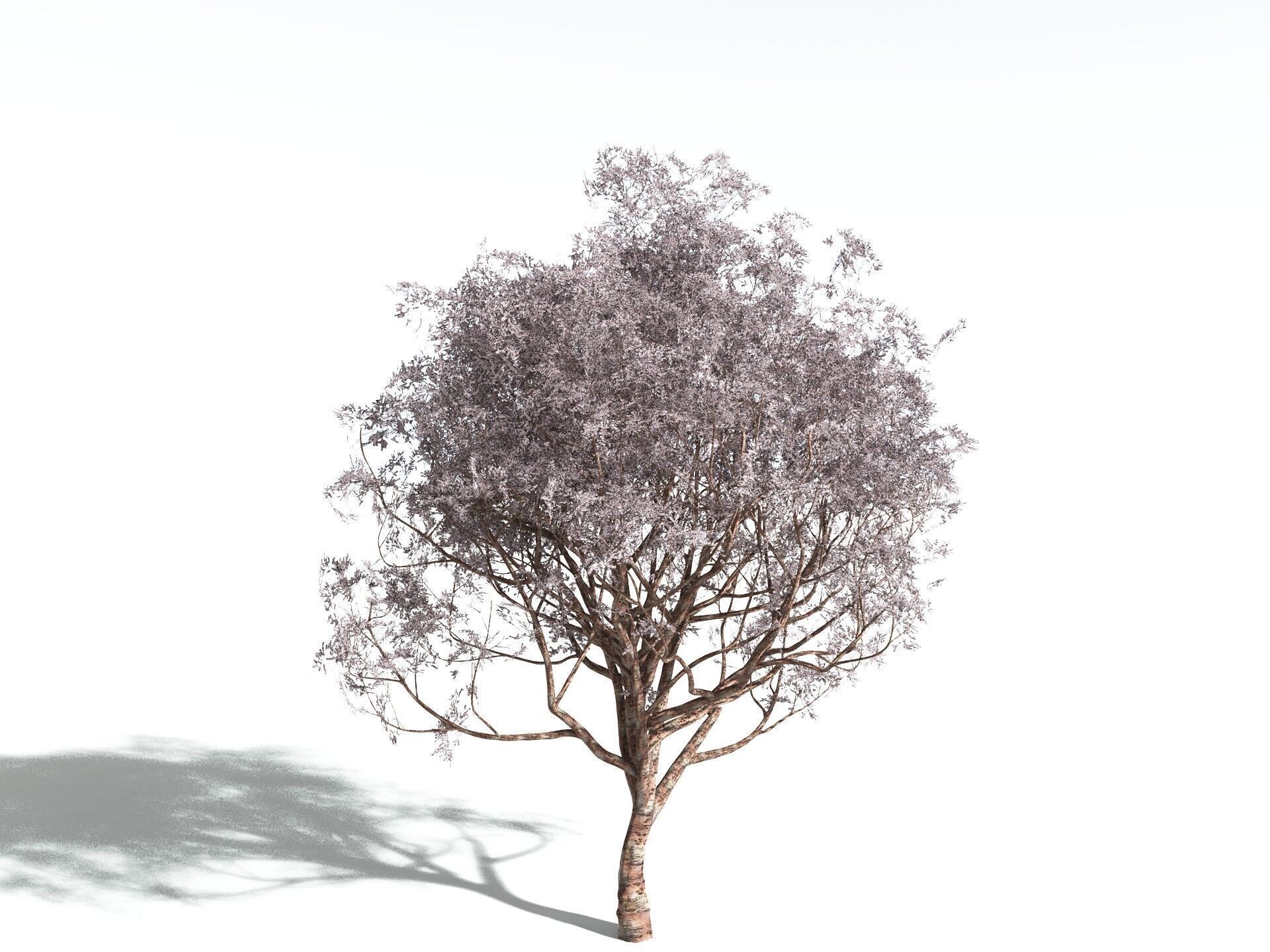 EVERYPlant Japanese Cherry 3D model_4