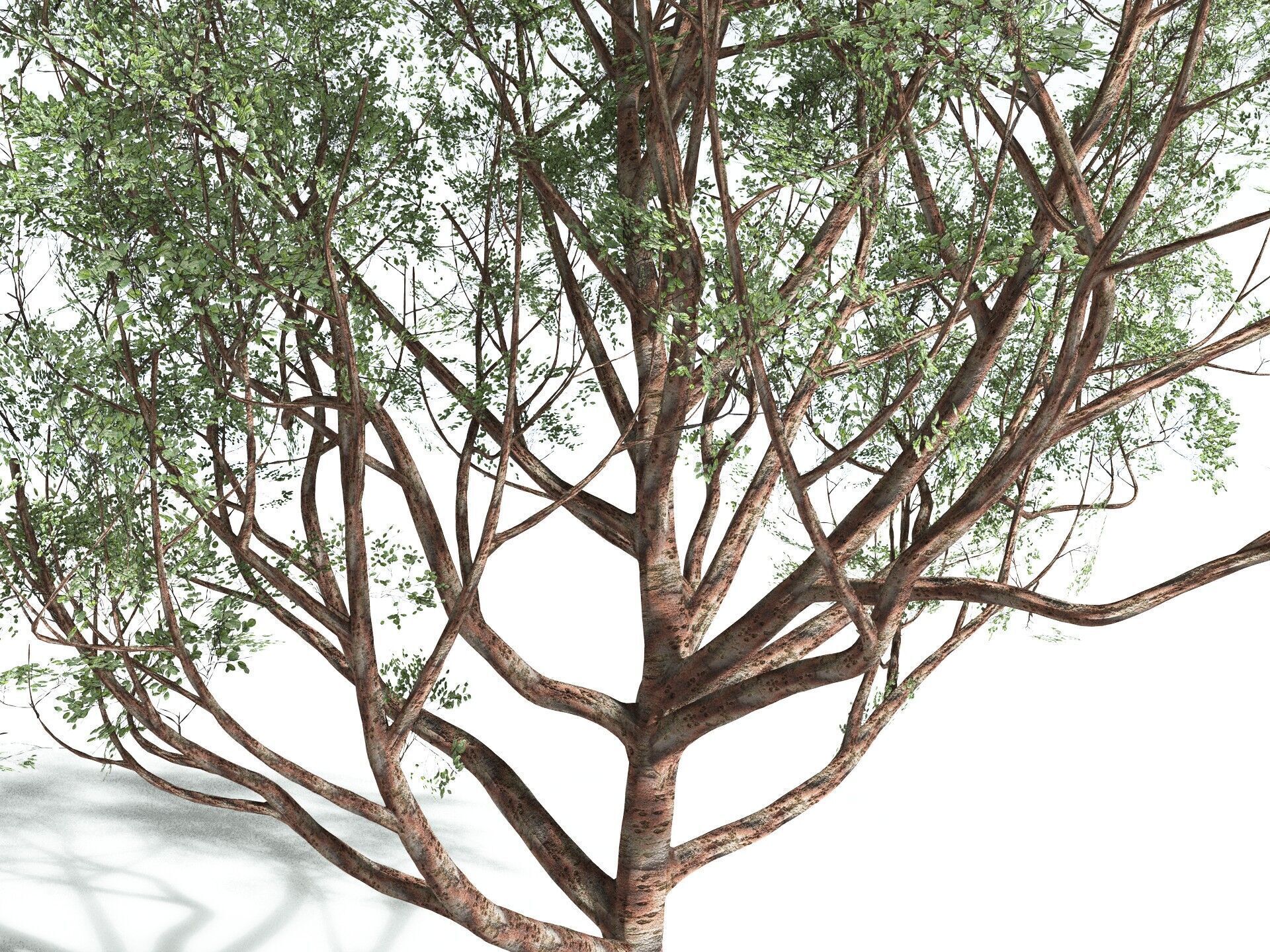 EVERYPlant Japanese Cherry 3D model_13
