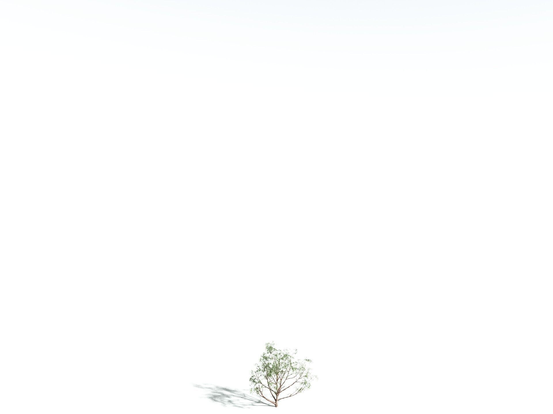 EVERYPlant Japanese Cherry 3D model_34