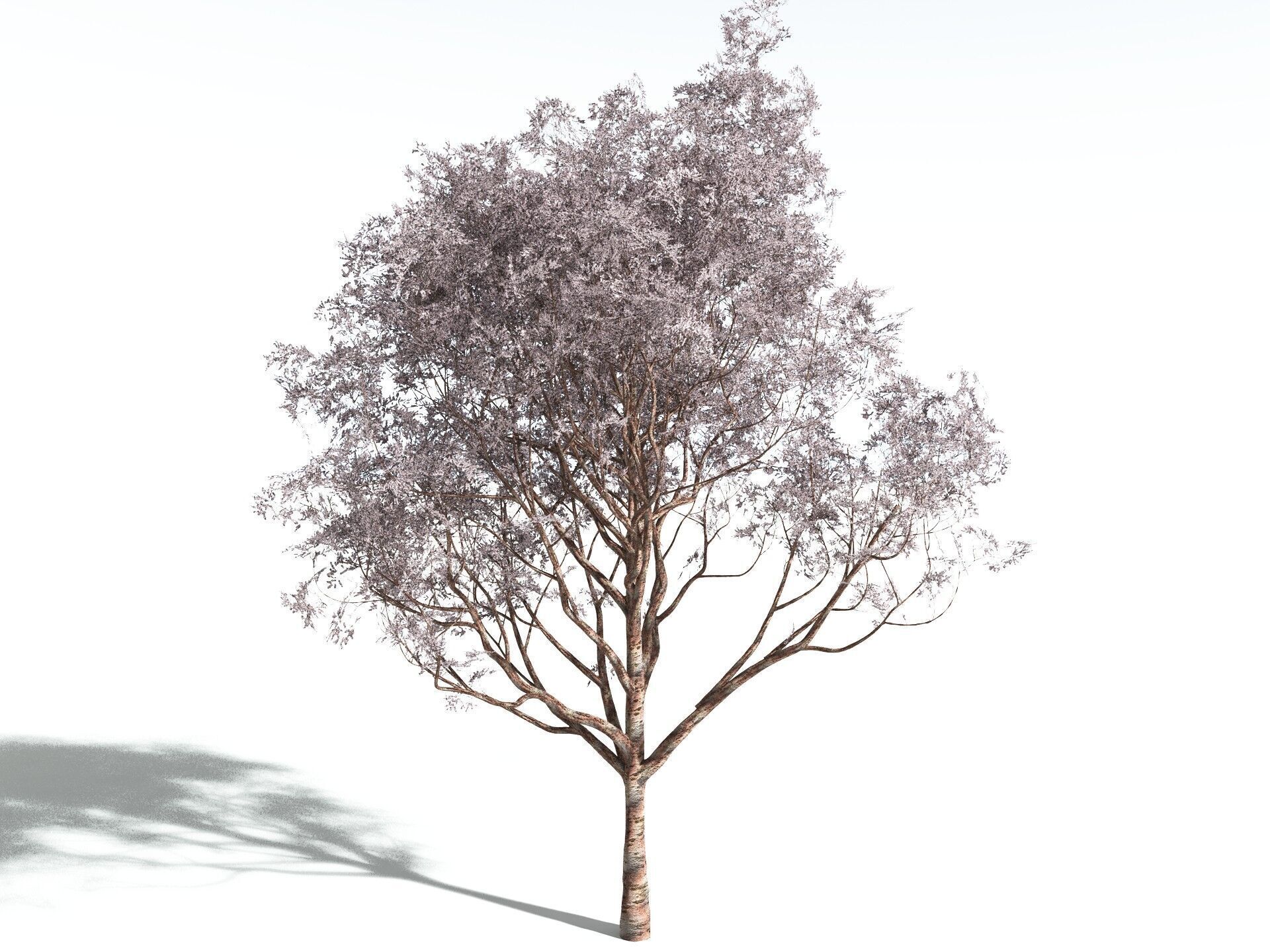 EVERYPlant Japanese Cherry 3D model_6
