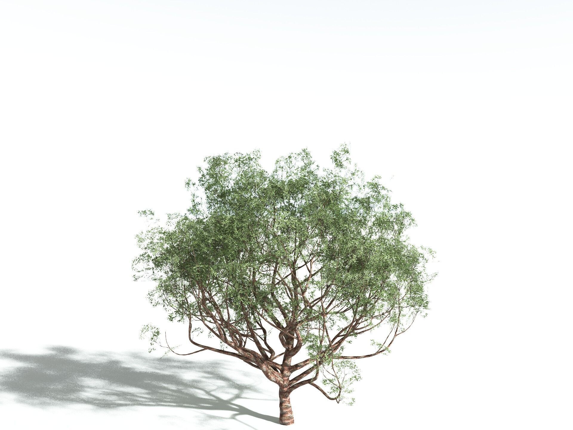EVERYPlant Japanese Cherry 3D model_18