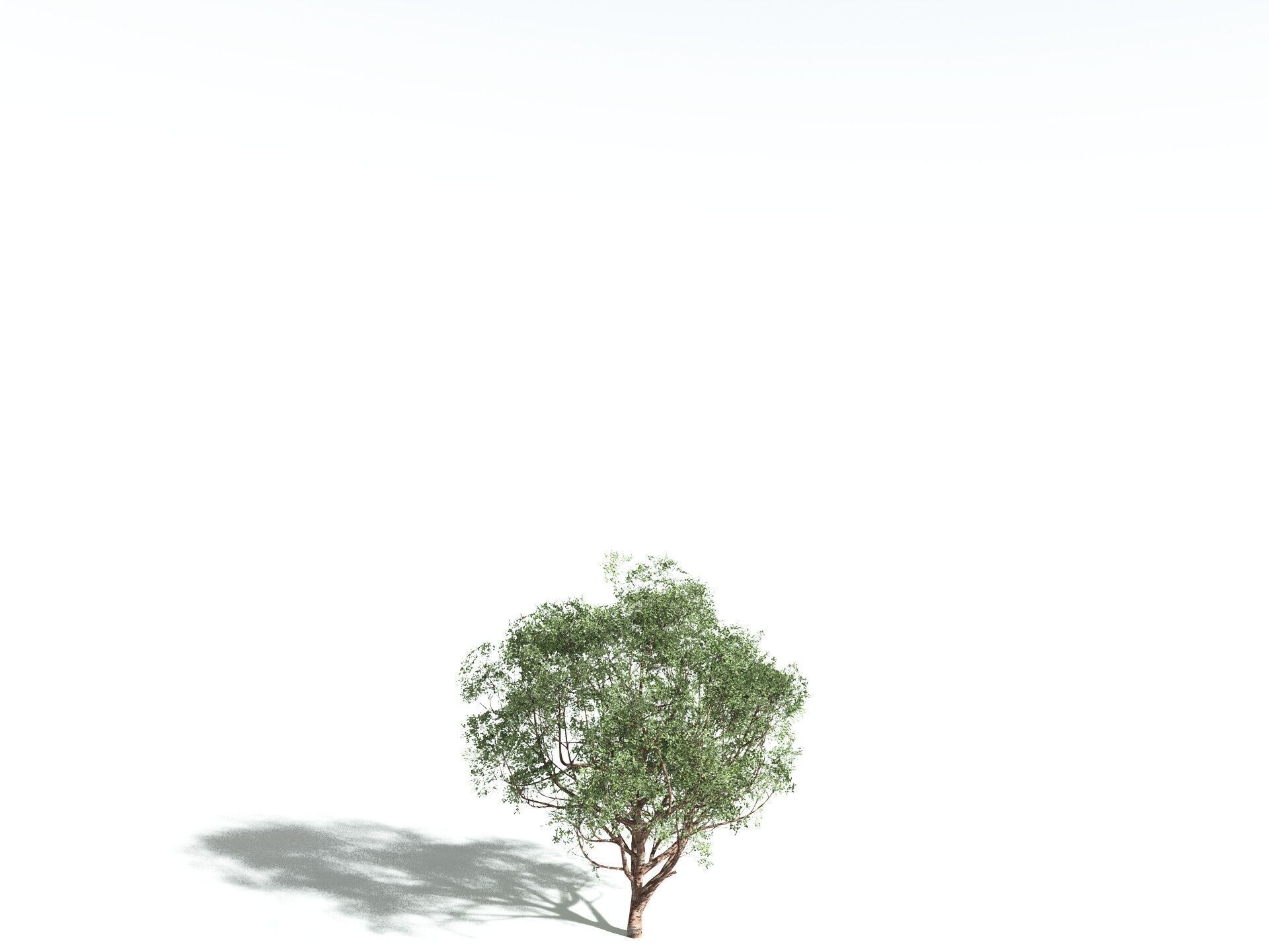 EVERYPlant Japanese Cherry 3D model_32