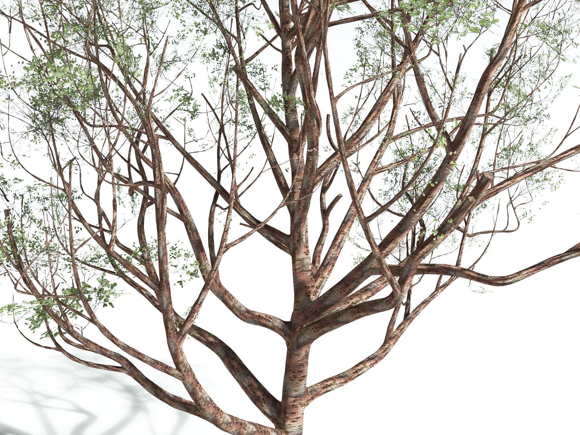 EVERYPlant Japanese Cherry 3D model_23