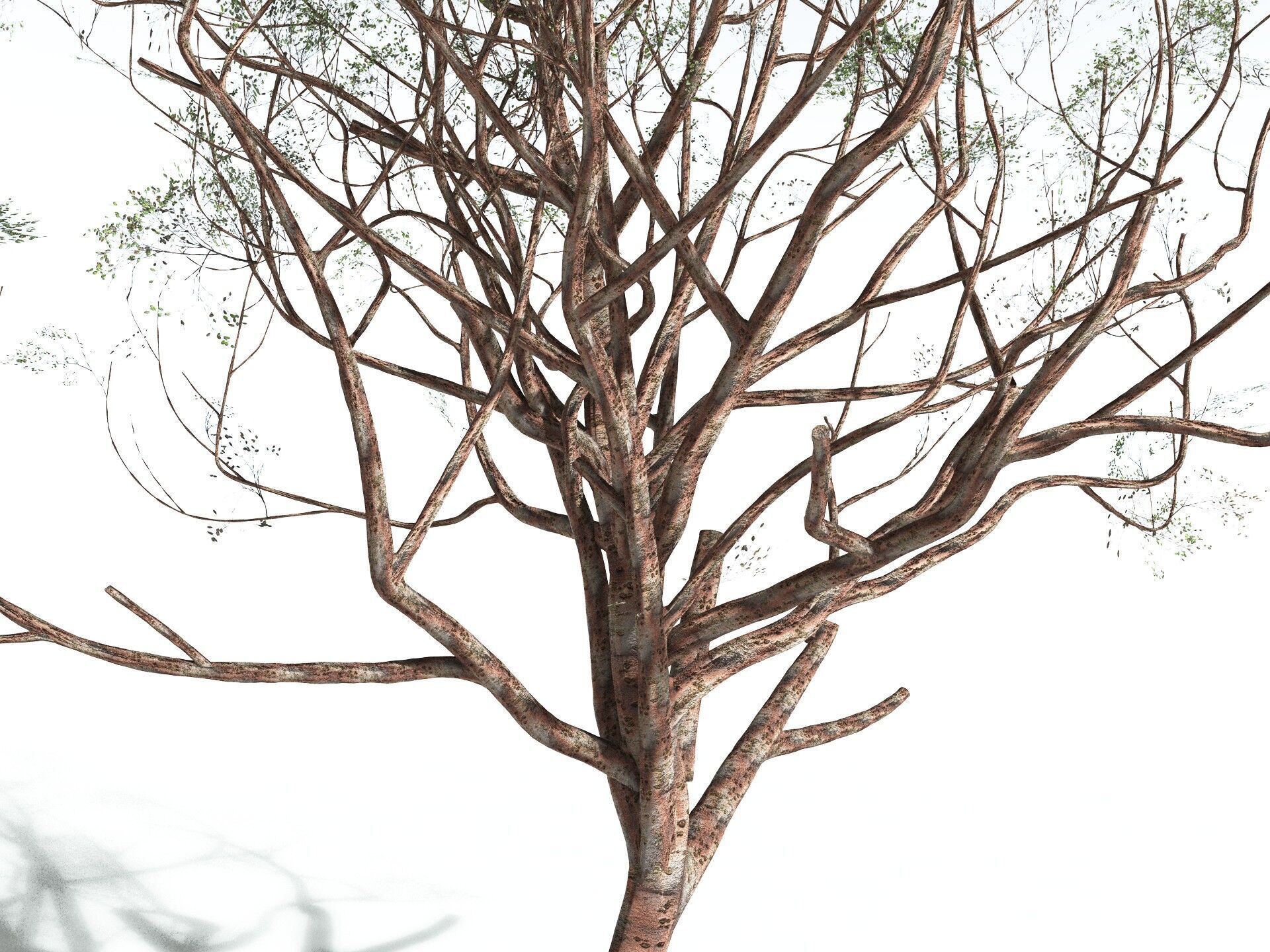 EVERYPlant Japanese Cherry 3D model_25