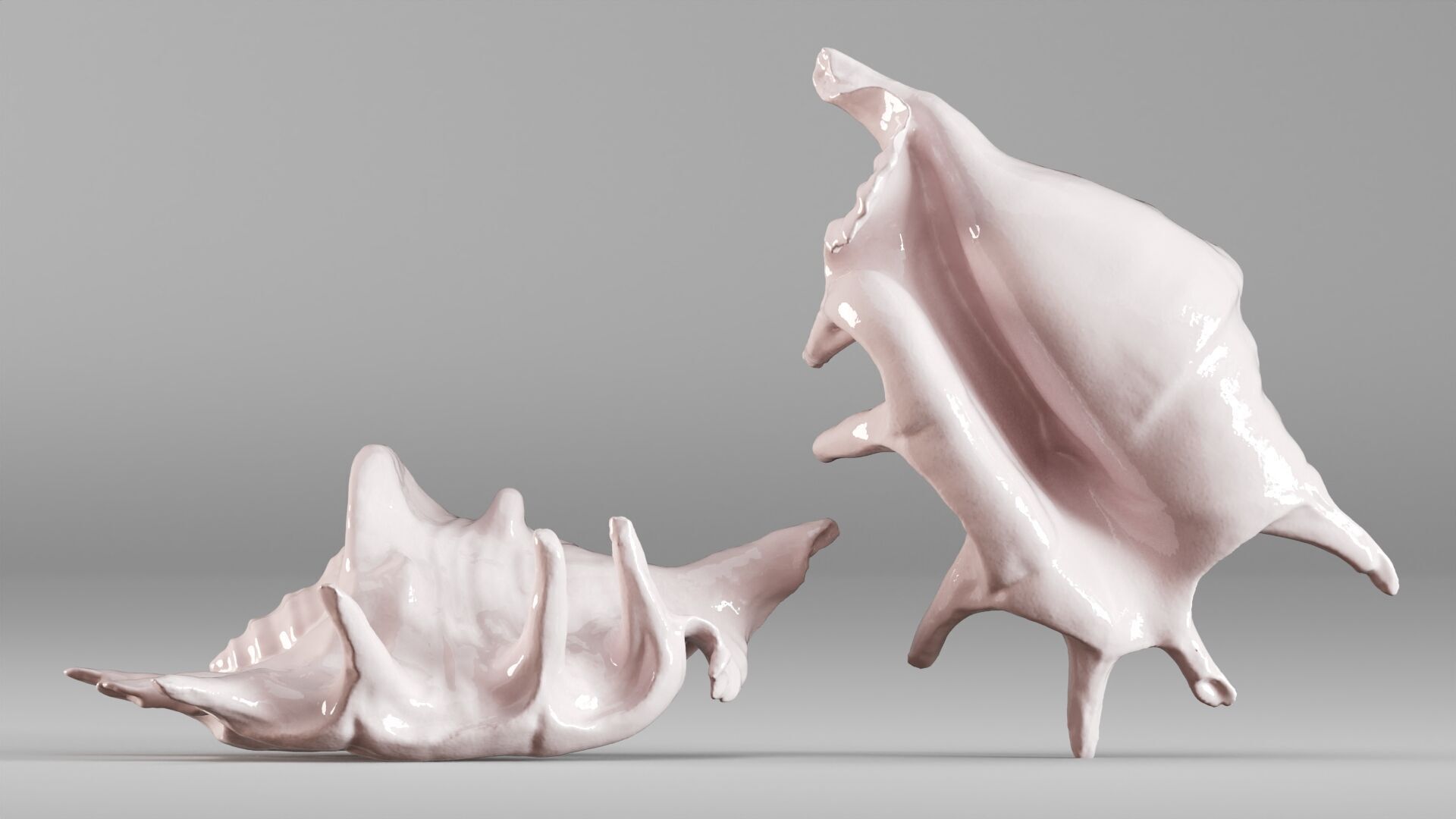 001635 Seashell Detailed Scan Model for Art and Decor 3D print model_5