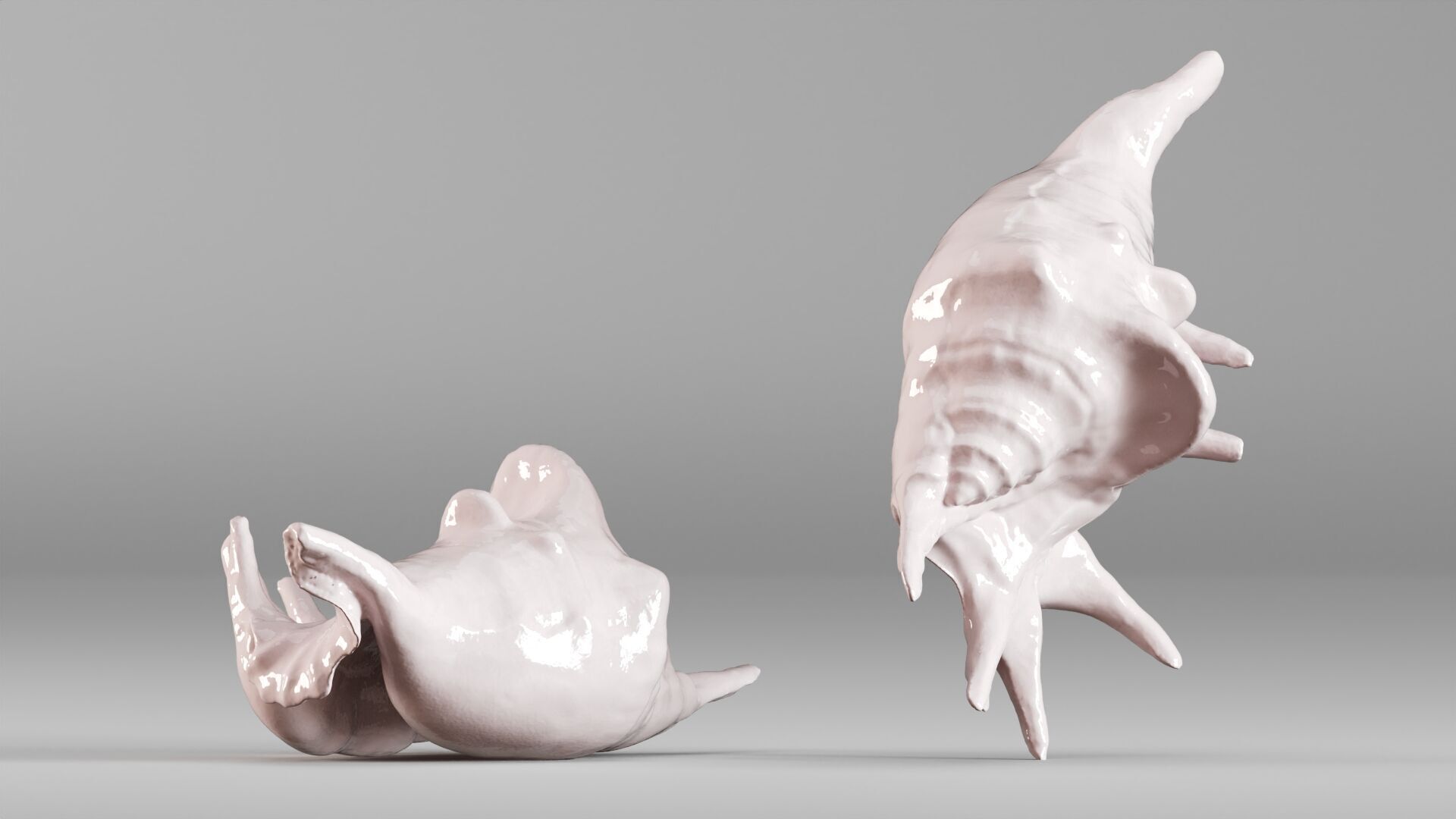 001635 Seashell Detailed Scan Model for Art and Decor 3D print model_3