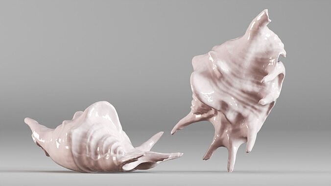 001635 Seashell Detailed Scan Model for Art and Decor 3D print model