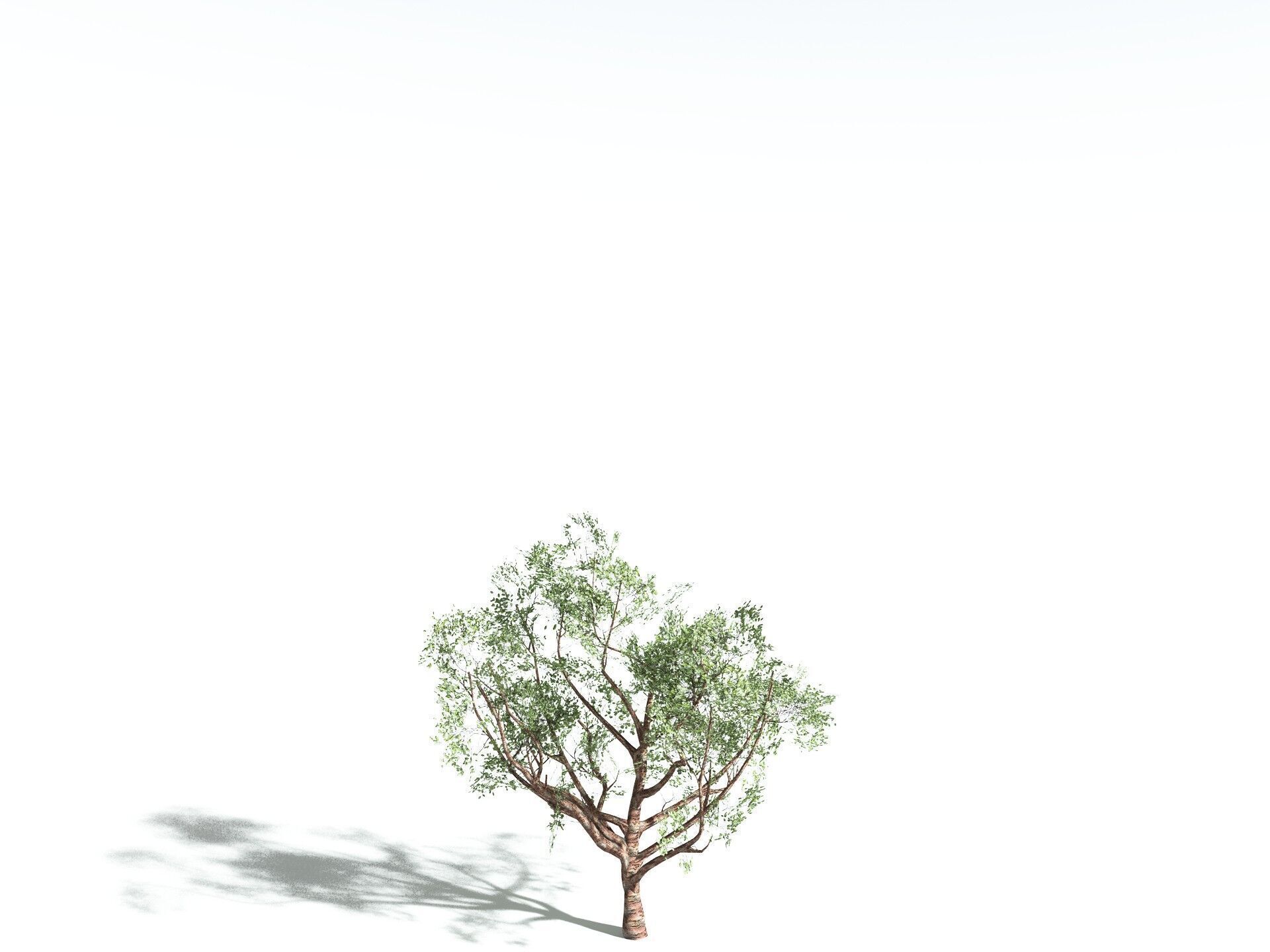 EVERYPlant Japanese Cherry LowPoly Low-poly 3D model_30