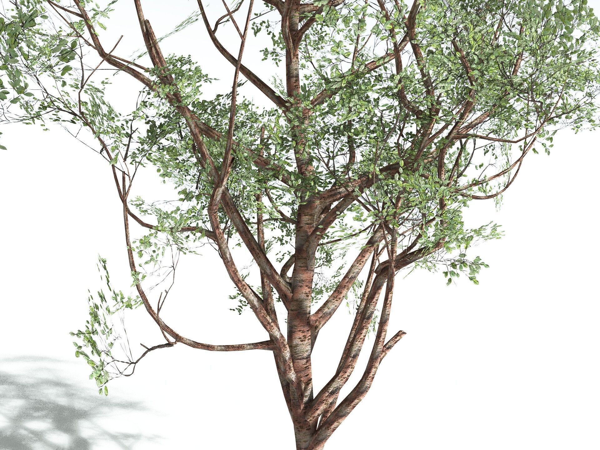 EVERYPlant Japanese Cherry LowPoly Low-poly 3D model_21