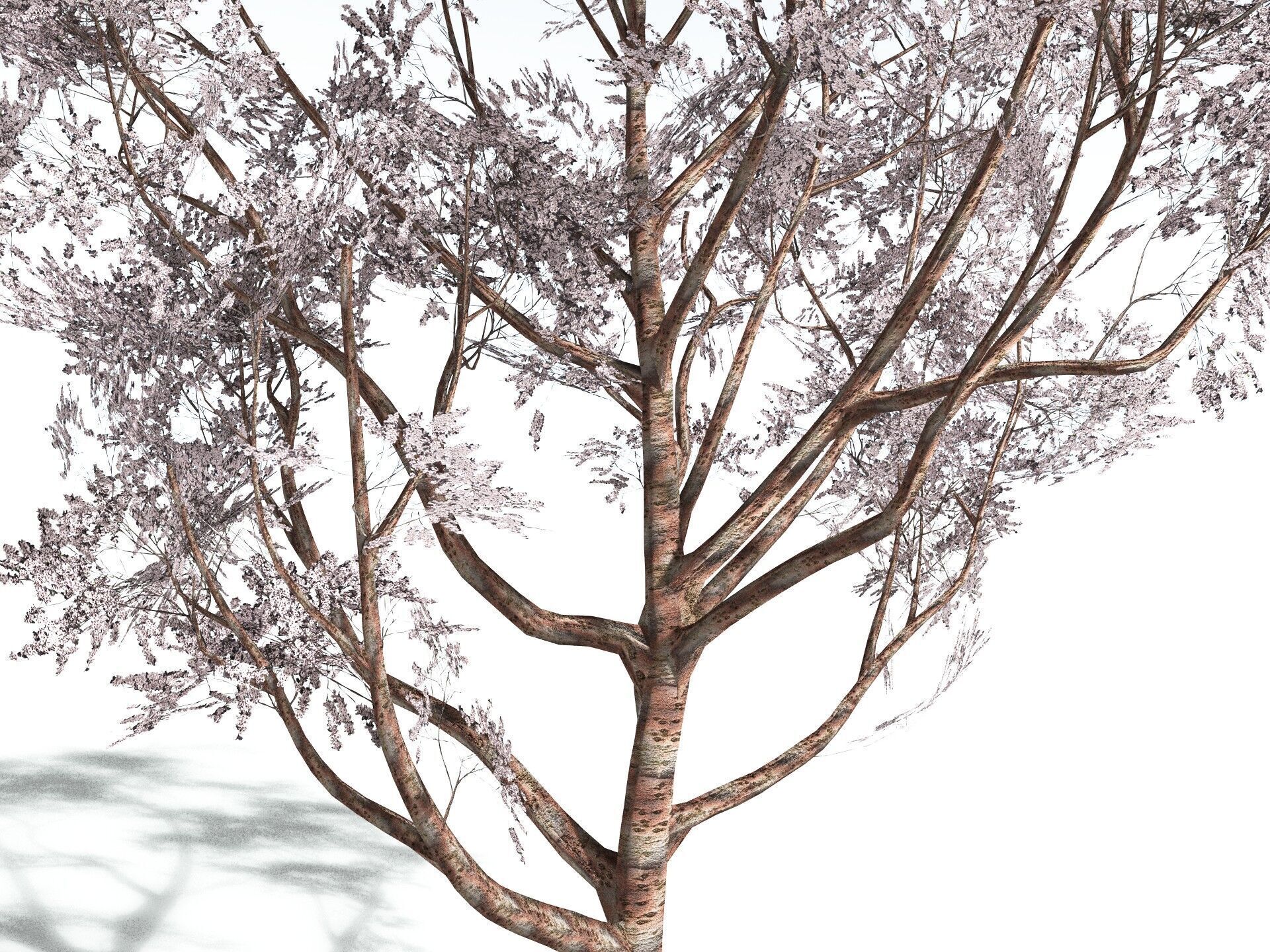 EVERYPlant Japanese Cherry LowPoly Low-poly 3D model_3