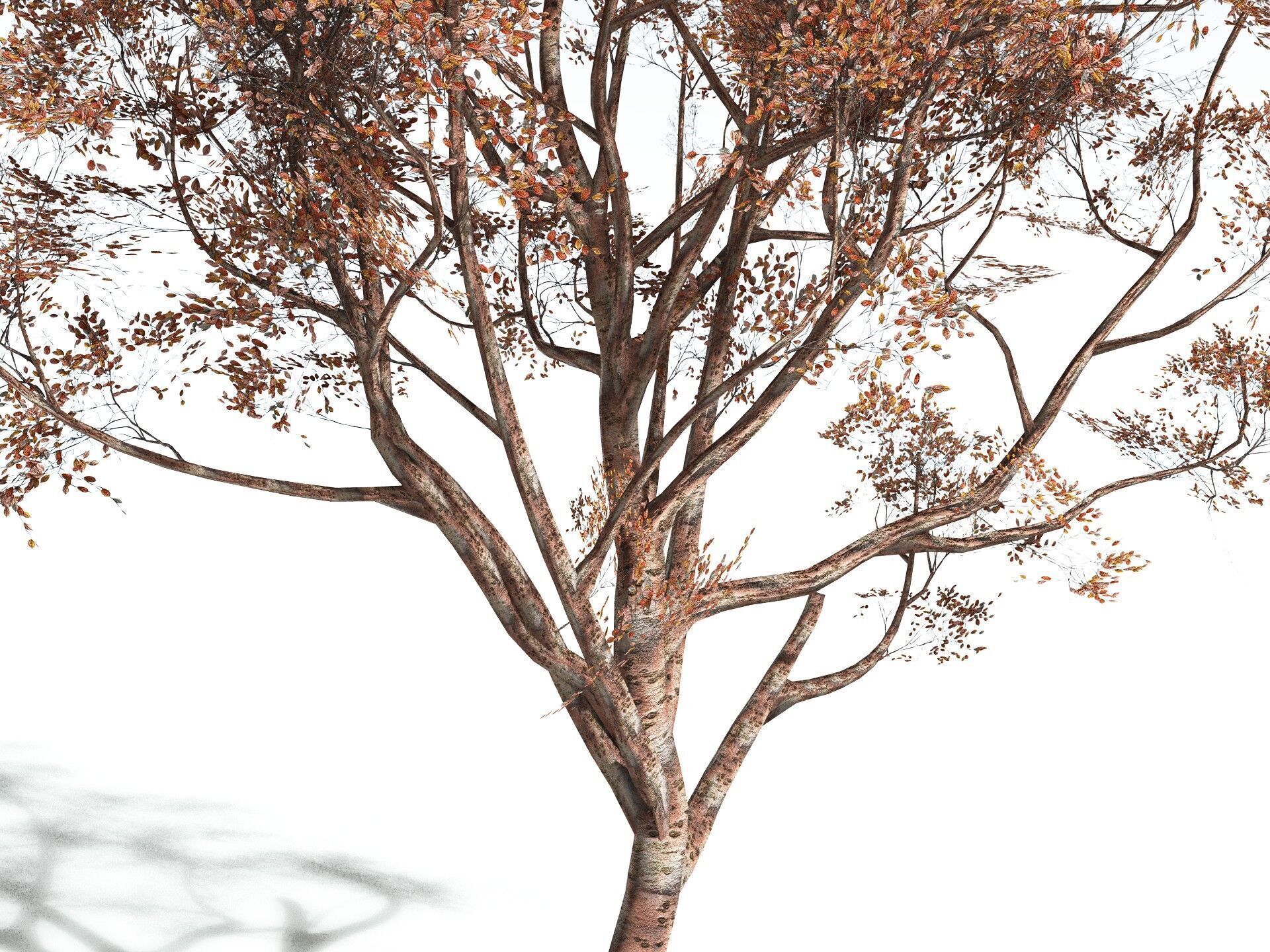 EVERYPlant Japanese Cherry LowPoly Low-poly 3D model_15