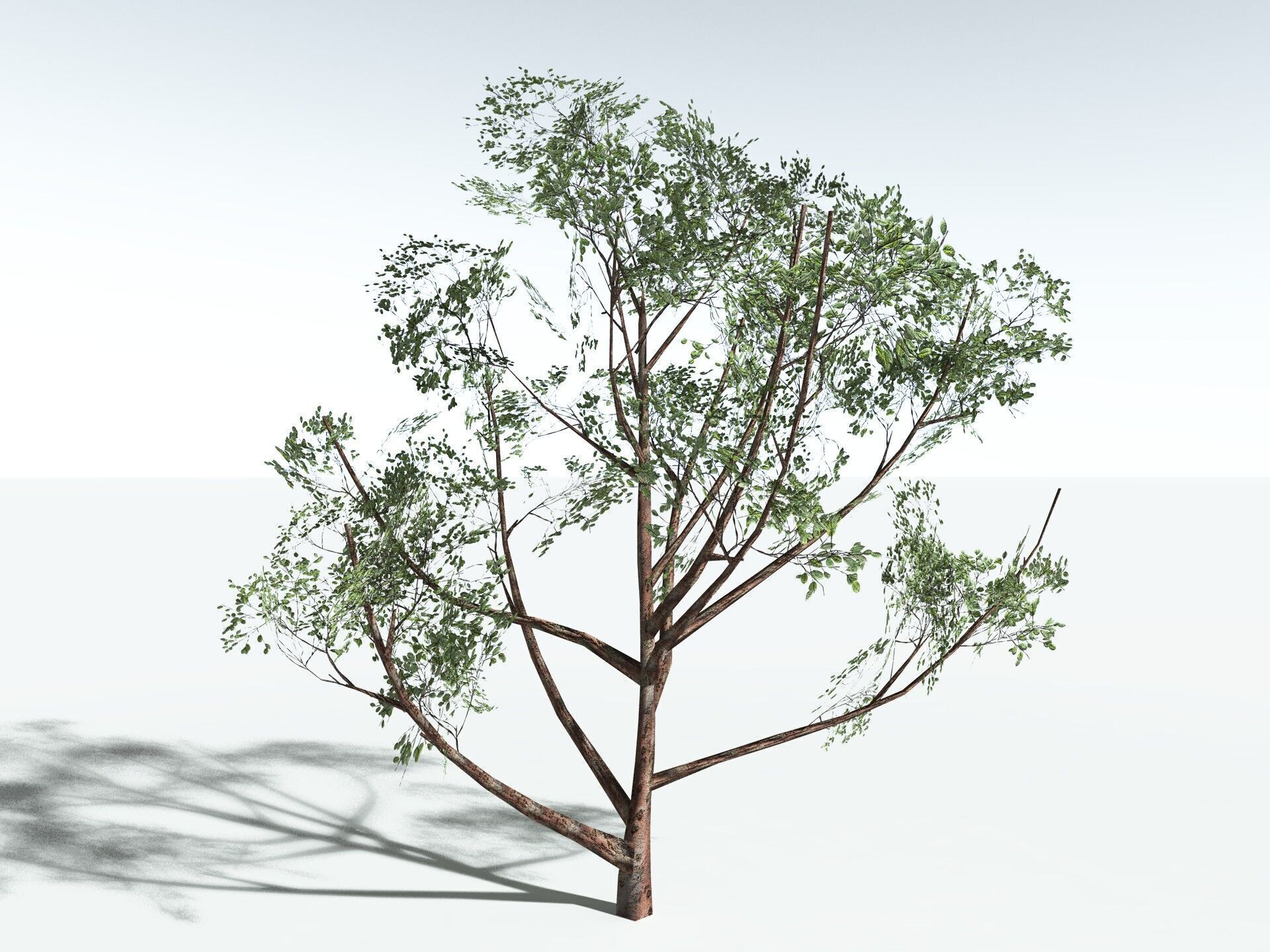 EVERYPlant Japanese Cherry LowPoly Low-poly 3D model_35