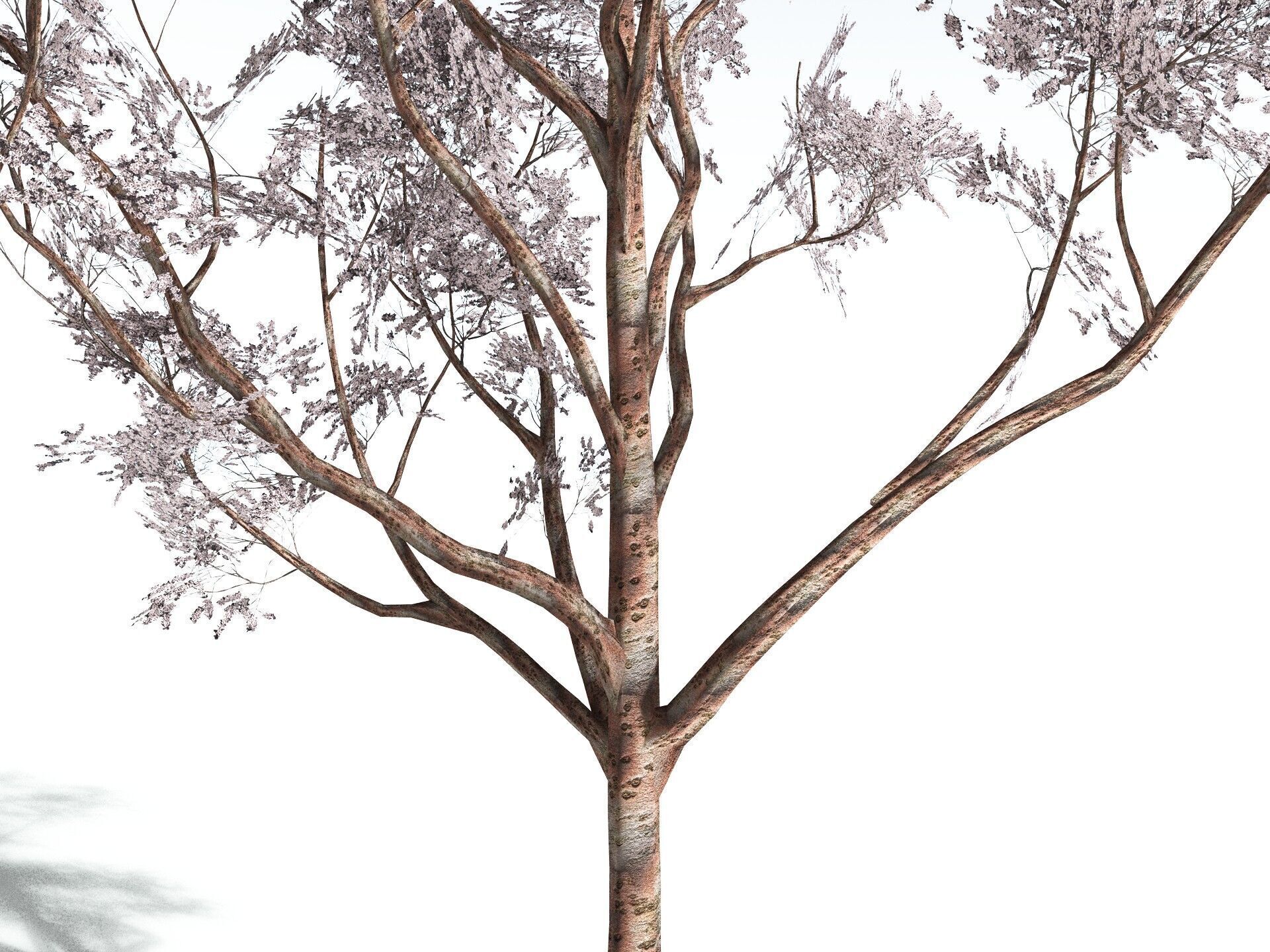 EVERYPlant Japanese Cherry LowPoly Low-poly 3D model_7