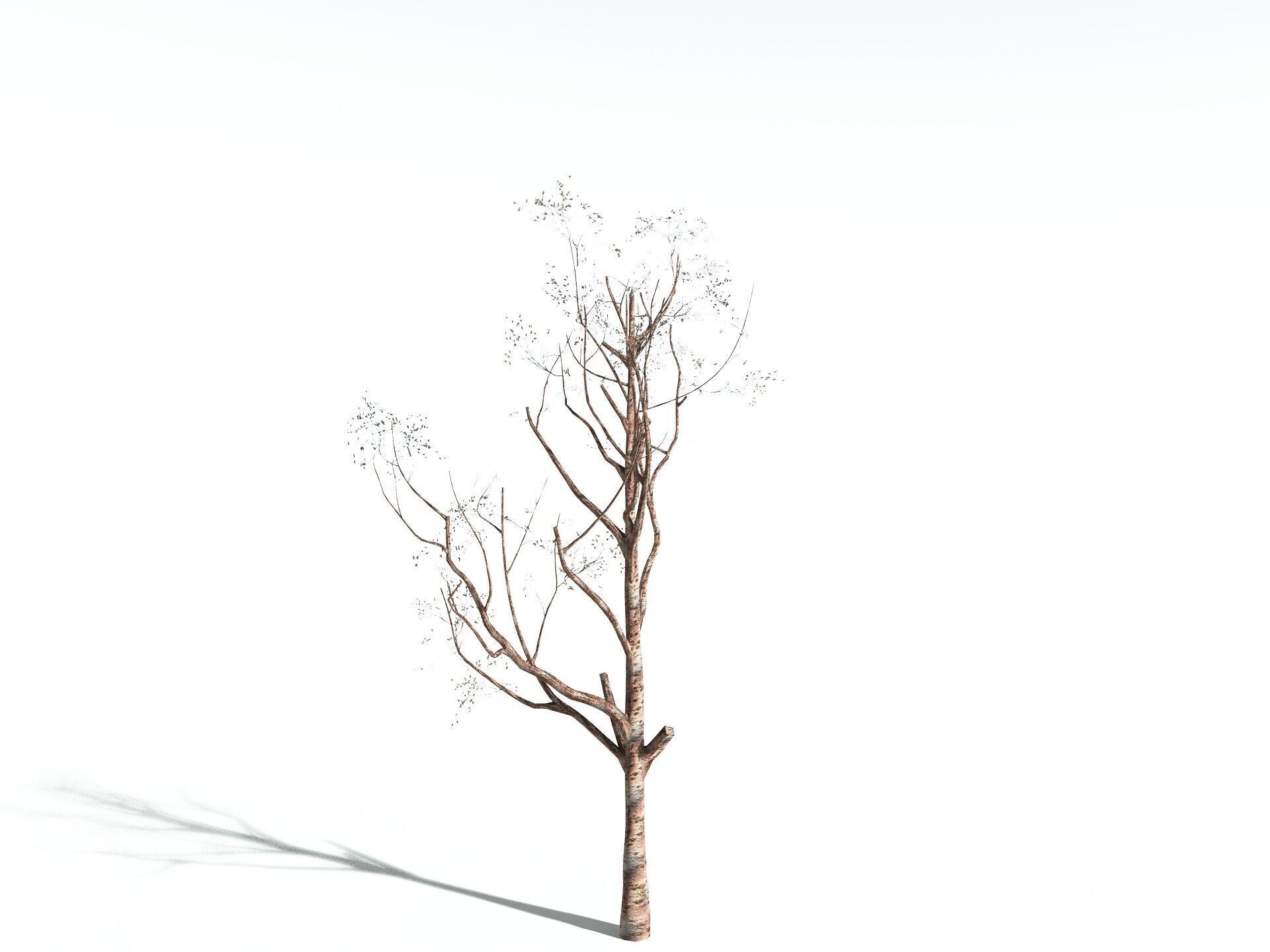 EVERYPlant Japanese Cherry LowPoly Low-poly 3D model_26