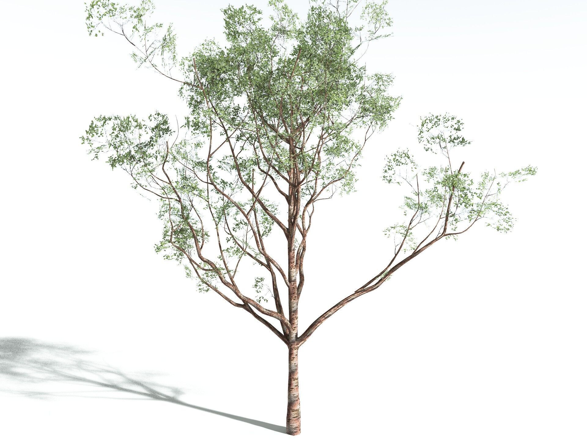 EVERYPlant Japanese Cherry LowPoly Low-poly 3D model_28